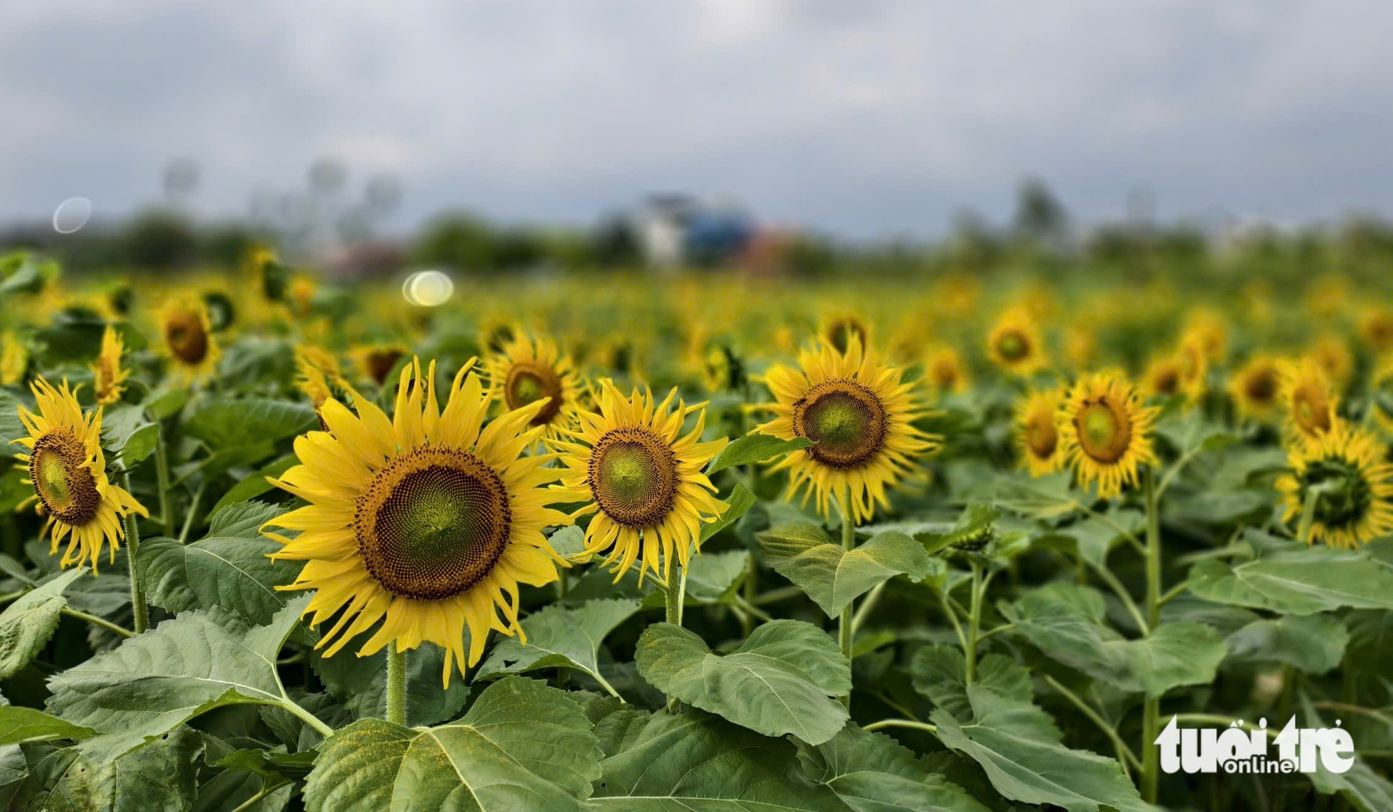 hoa hướng dương - Ảnh 4.