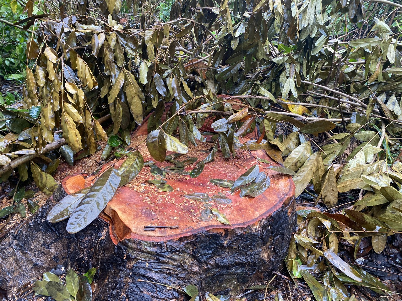 Sóc Trăng - Ảnh 1.