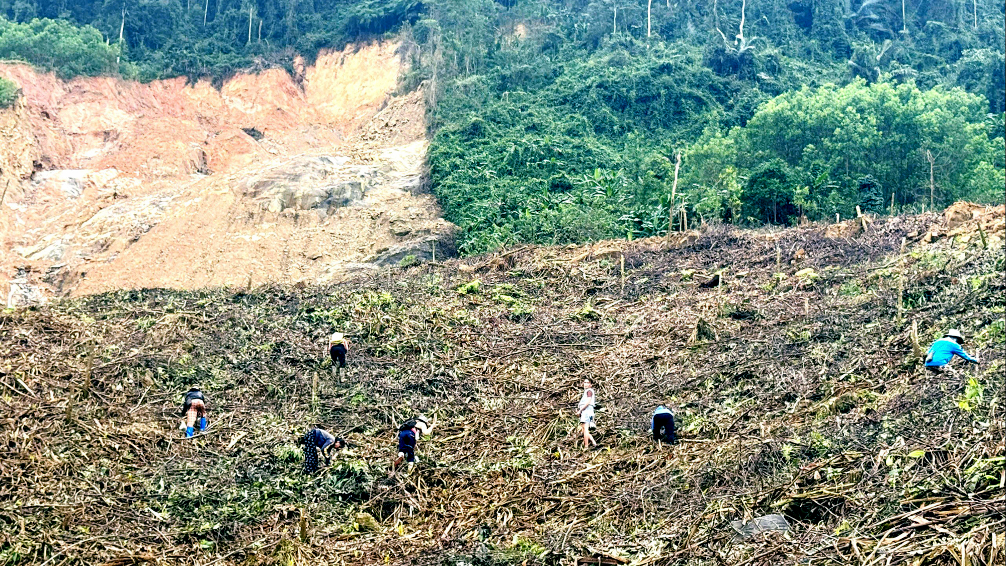 Rừng keo - cây xóa đói giảm nghèo và nỗi lo sạt lở? - Kỳ 2: Hiệu quả kinh tế cây keo tới đâu? - Ảnh 1.