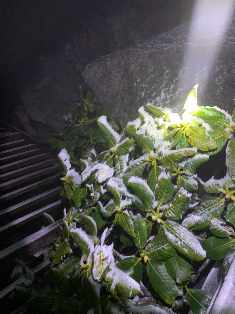 Fansipan plunges to -3°C as frost blankets Vietnam's highest peak- Ảnh 2. Fansipan plunges to -3°C as frost blankets Vietnam's highest peak- Ảnh 2.