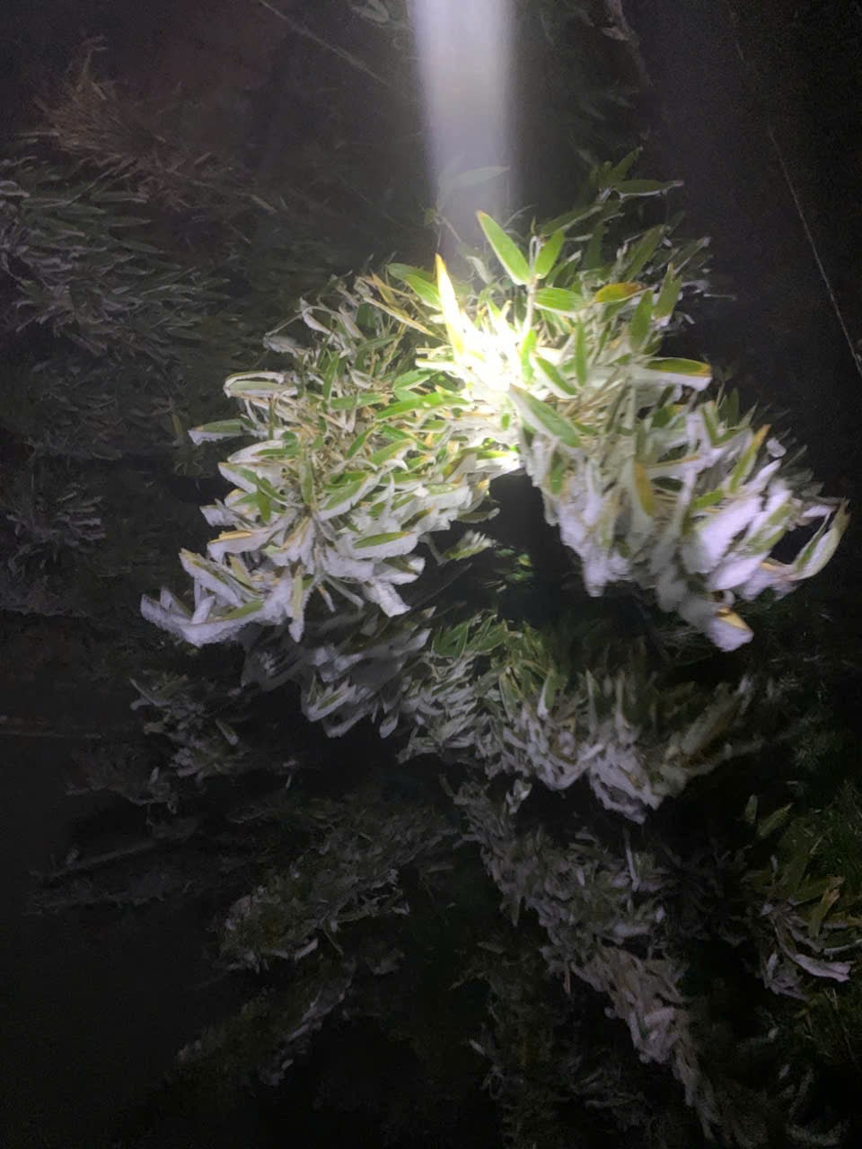 Fansipan plunges to -3°C as frost blankets Vietnam's highest peak- Ảnh 3. Fansipan plunges to -3°C as frost blankets Vietnam's highest peak- Ảnh 3.