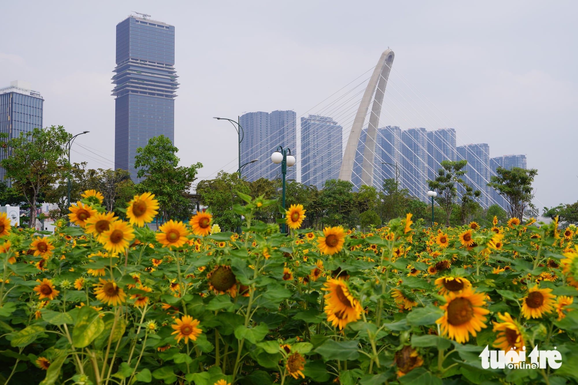 View - In photos: Ho Chi Minh City blooms with new year decorations