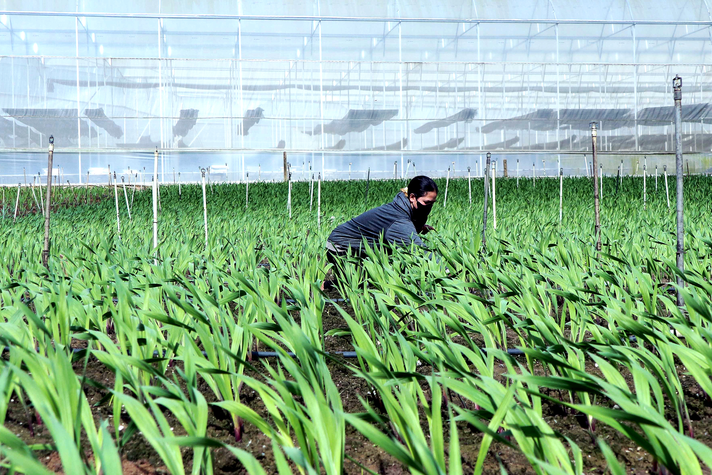 hoa tết - Ảnh 2.