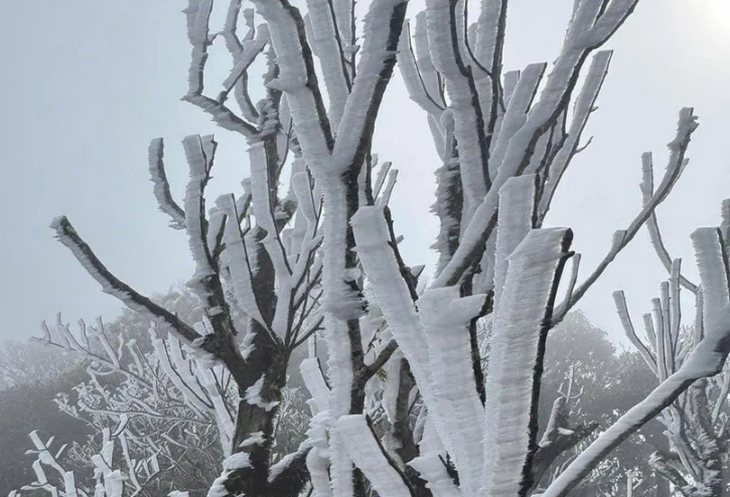 Thời tiết hôm nay 9-1: Bắc Bộ rét 5 độ C, Nam Bộ buổi sáng cũng dưới 20 độ C- Ảnh 1.