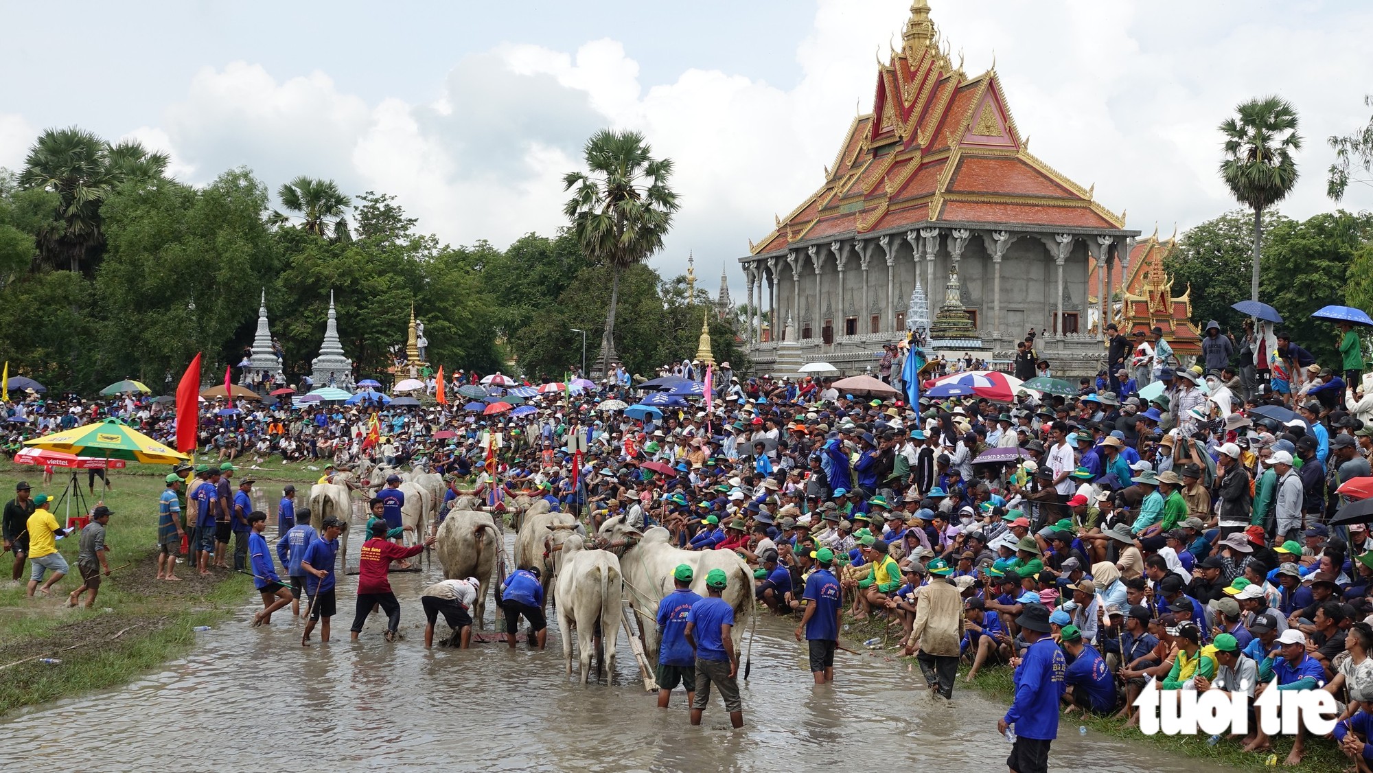 Sôi nổi đua bò vùng Bảy núi An Giang - Ảnh 4.