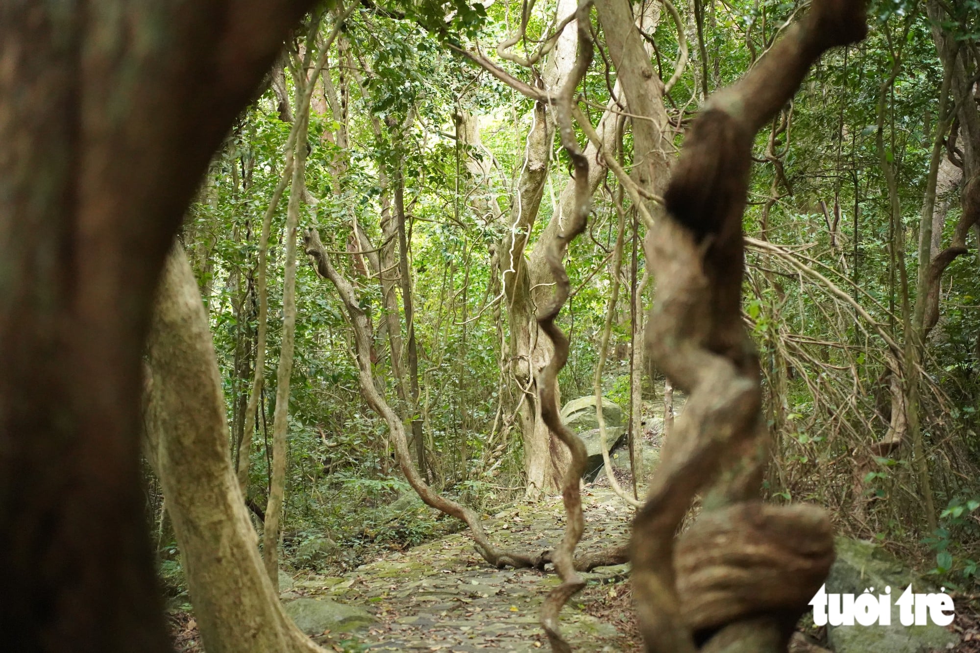 Ho Chi Minh City’s primeval forest offers a trek among bizarre vines - Ảnh 9.