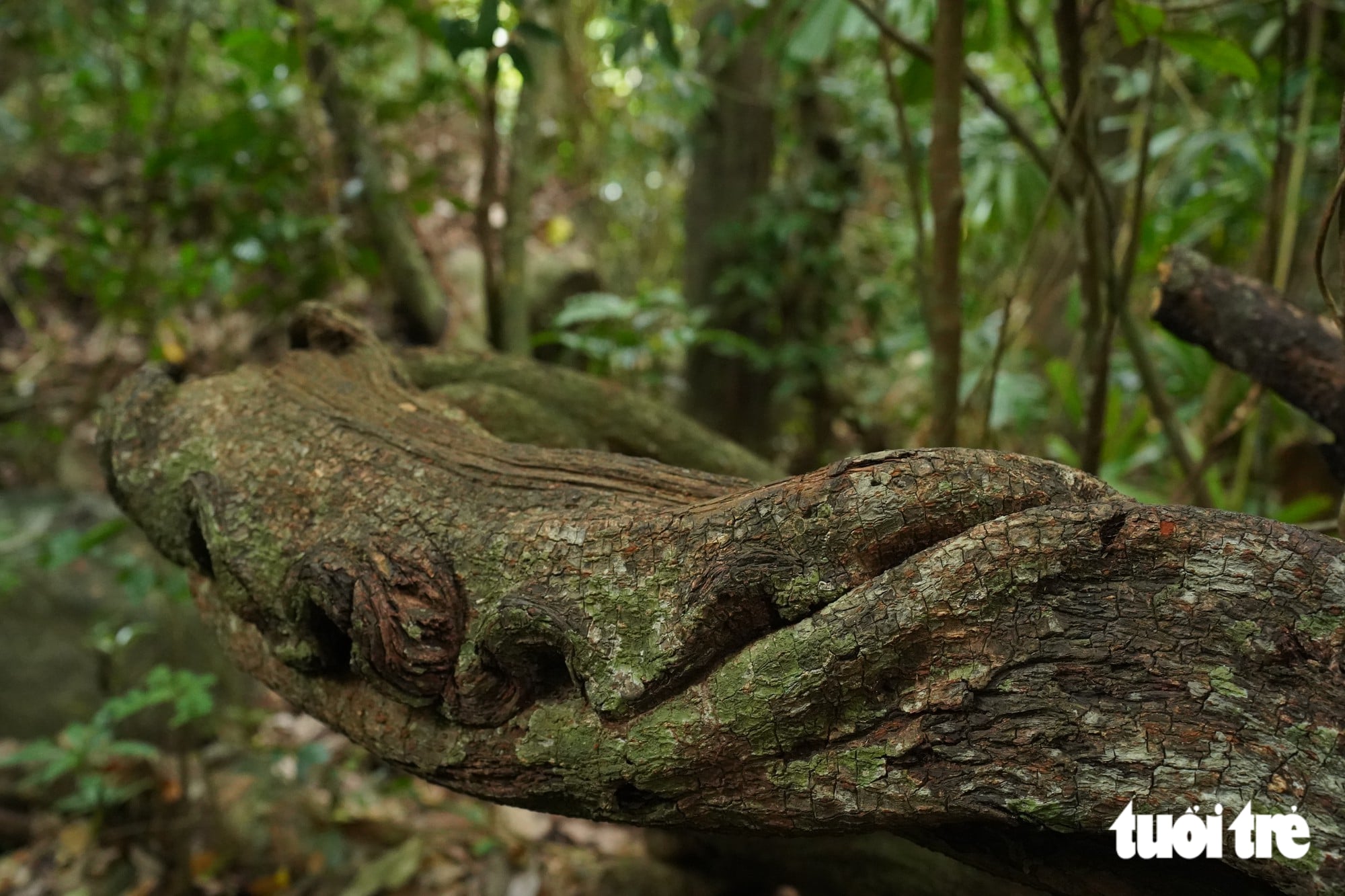 Ho Chi Minh City’s primeval forest offers a trek among bizarre vines - Ảnh 6.