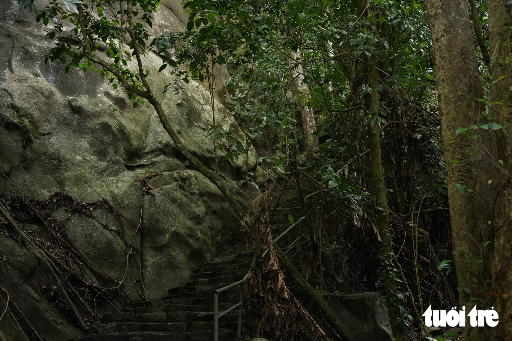 Ho Chi Minh City’s primeval forest offers a trek among bizarre vines - Ảnh 12.