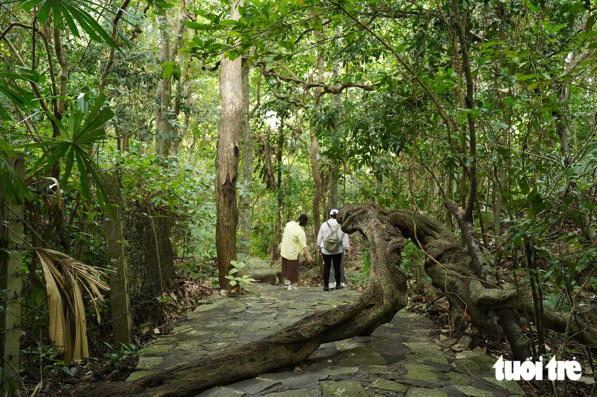 Ho Chi Minh City’s primeval forest offers a trek among bizarre vines - Ảnh 7.