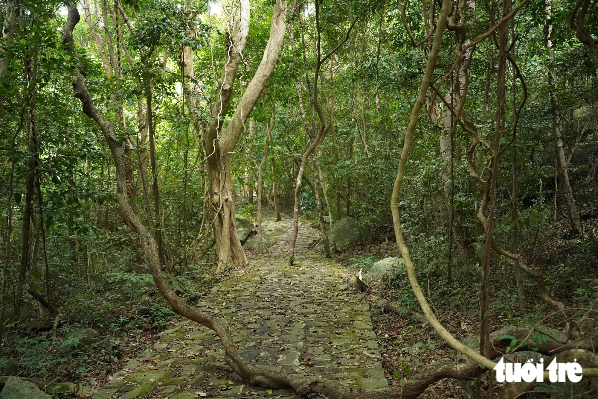 Ho Chi Minh City’s primeval forest offers a trek among bizarre vines - Ảnh 1.