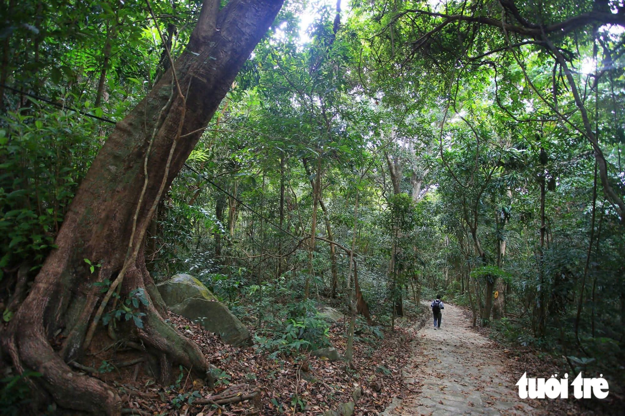 Ho Chi Minh City’s primeval forest offers a trek among bizarre vines - Ảnh 10.