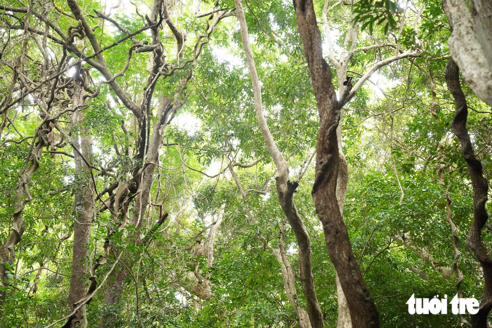 Ho Chi Minh City’s primeval forest offers a trek among bizarre vines - Ảnh 3.