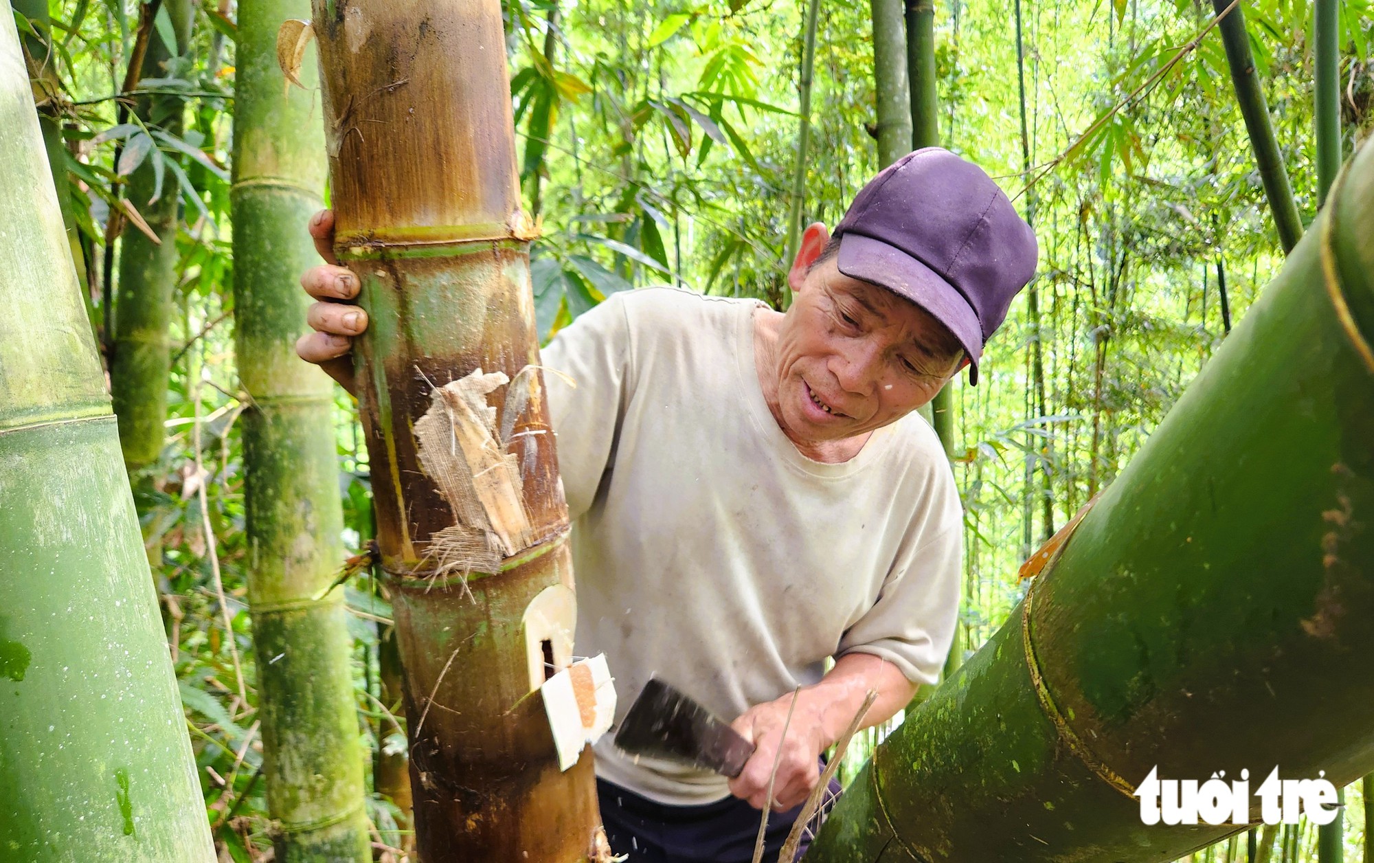 Đi săn sâu măng, món ăn độc đáo giá 250-300 ngàn/kg nhưng không dễ mua - Ảnh 2.