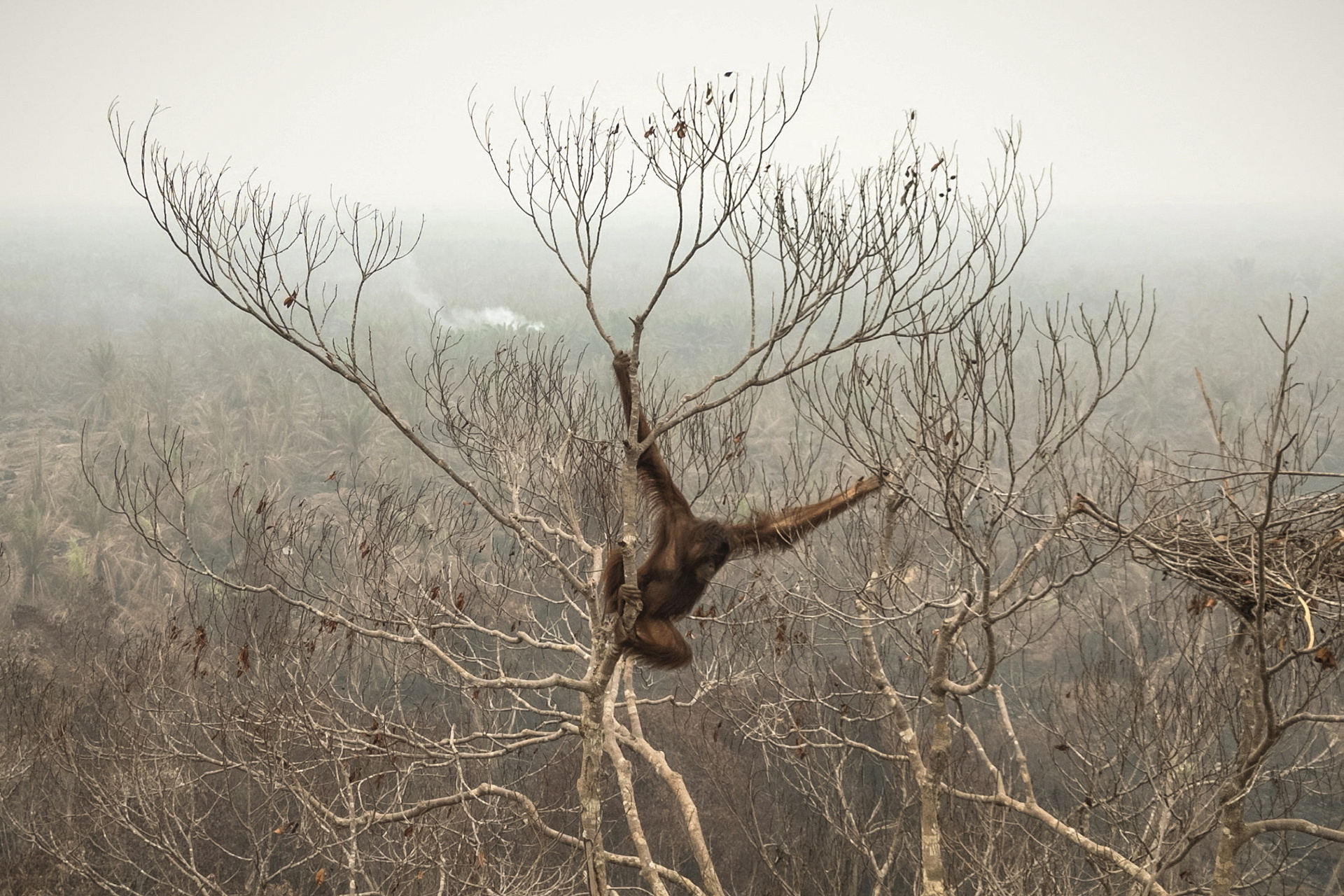 Indonesian rescue center takes in more orangutans as fires rage- Ảnh 3.