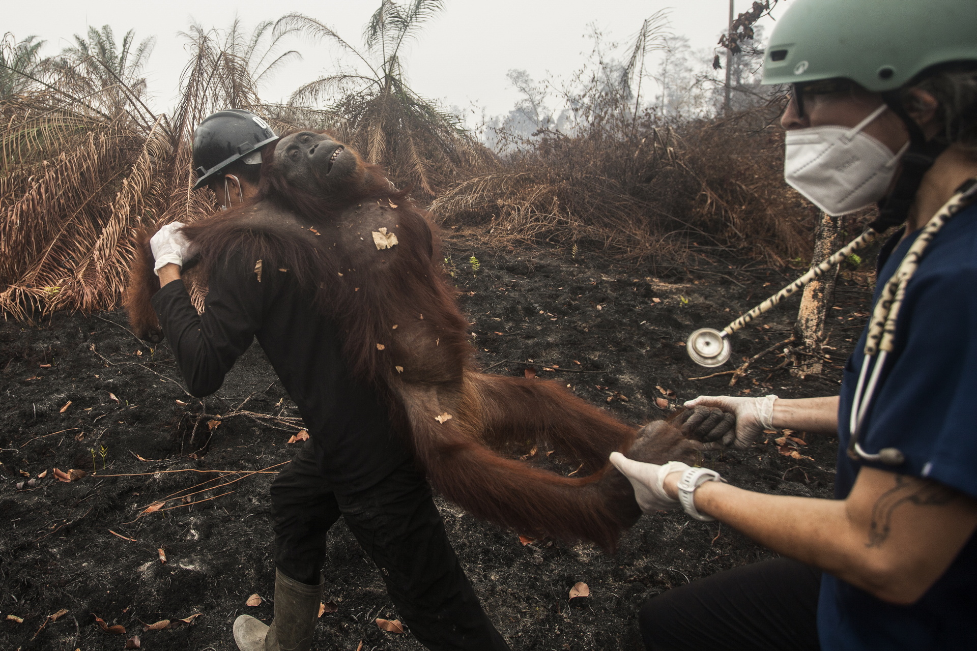 Indonesian rescue center takes in more orangutans as fires rage- Ảnh 4.