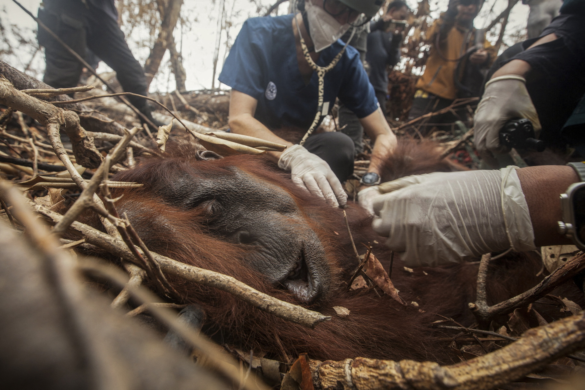 Indonesian rescue center takes in more orangutans as fires rage- Ảnh 5.