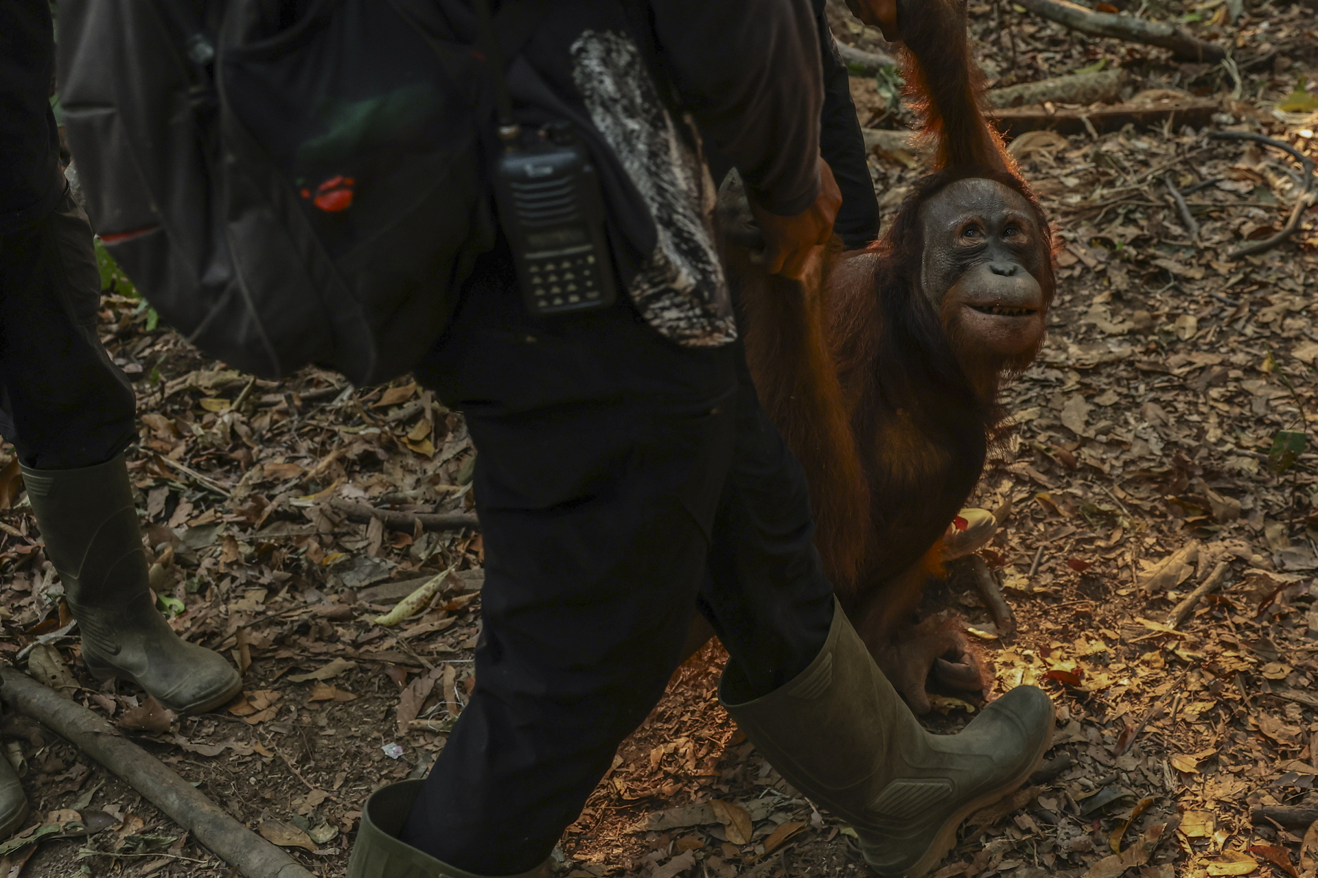 Indonesian rescue center takes in more orangutans as fires rage- Ảnh 17.