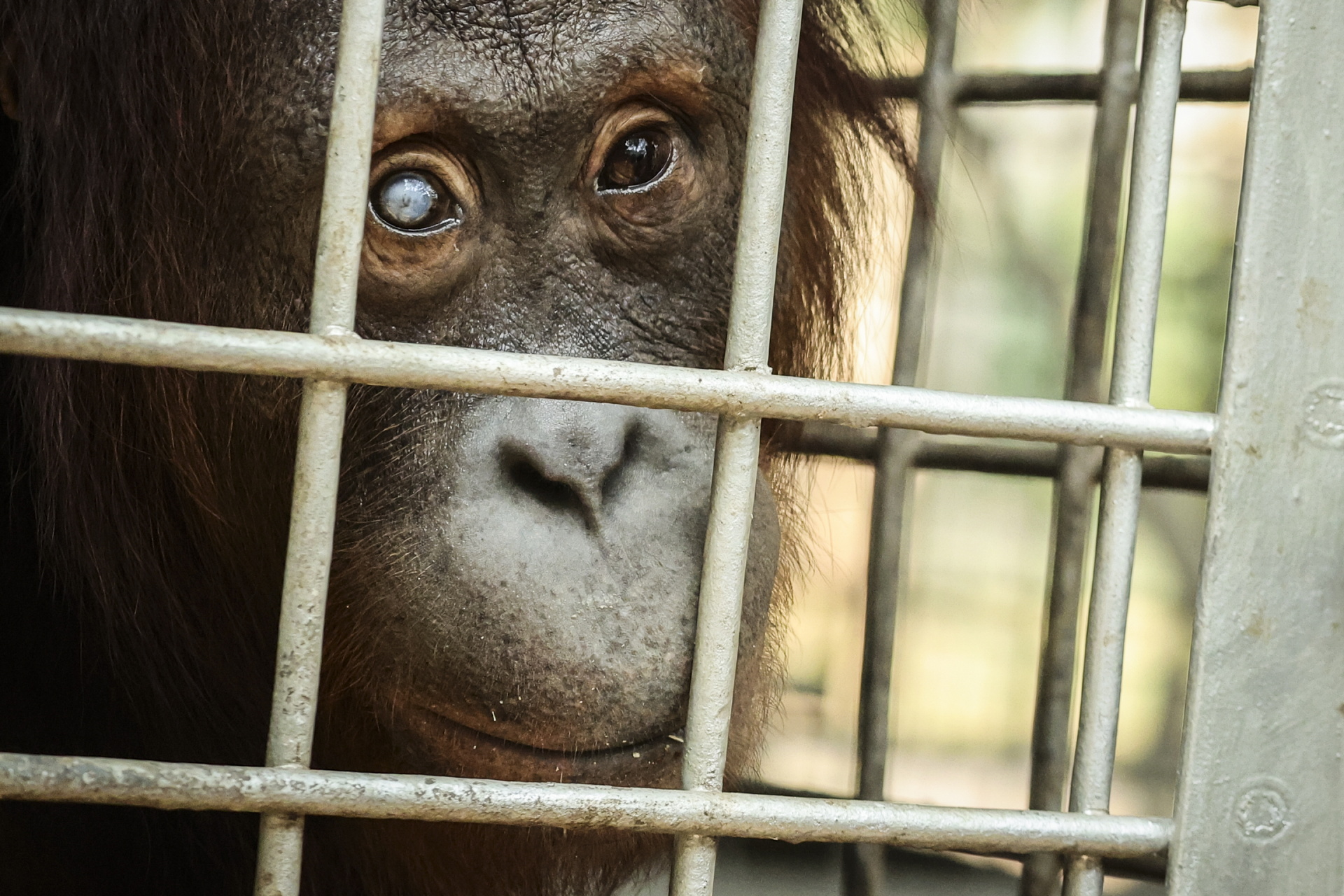Indonesian rescue center takes in more orangutans as fires rage- Ảnh 23.