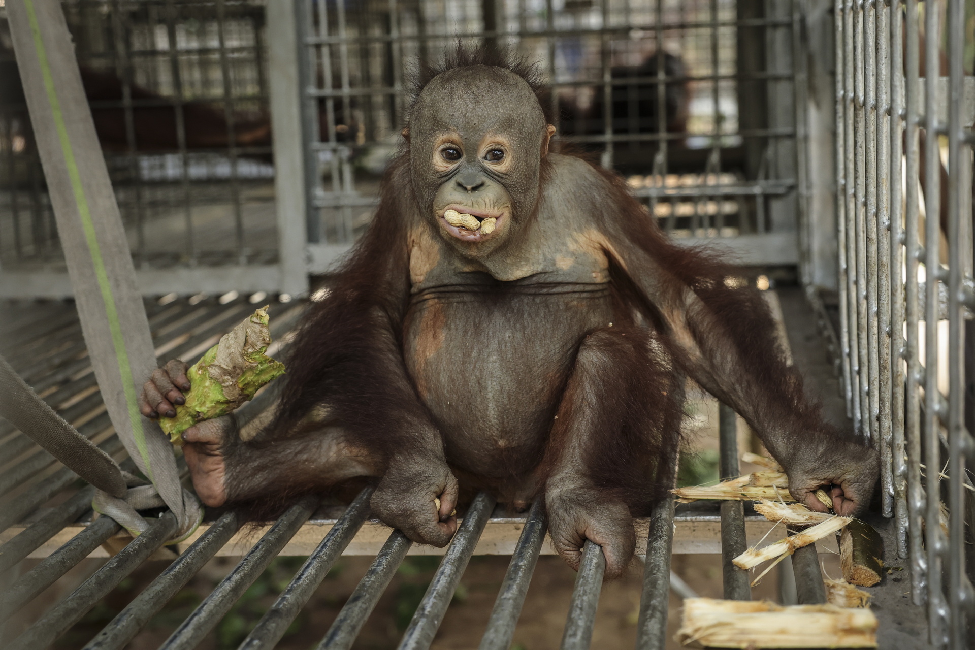 Indonesian rescue center takes in more orangutans as fires rage- Ảnh 8.