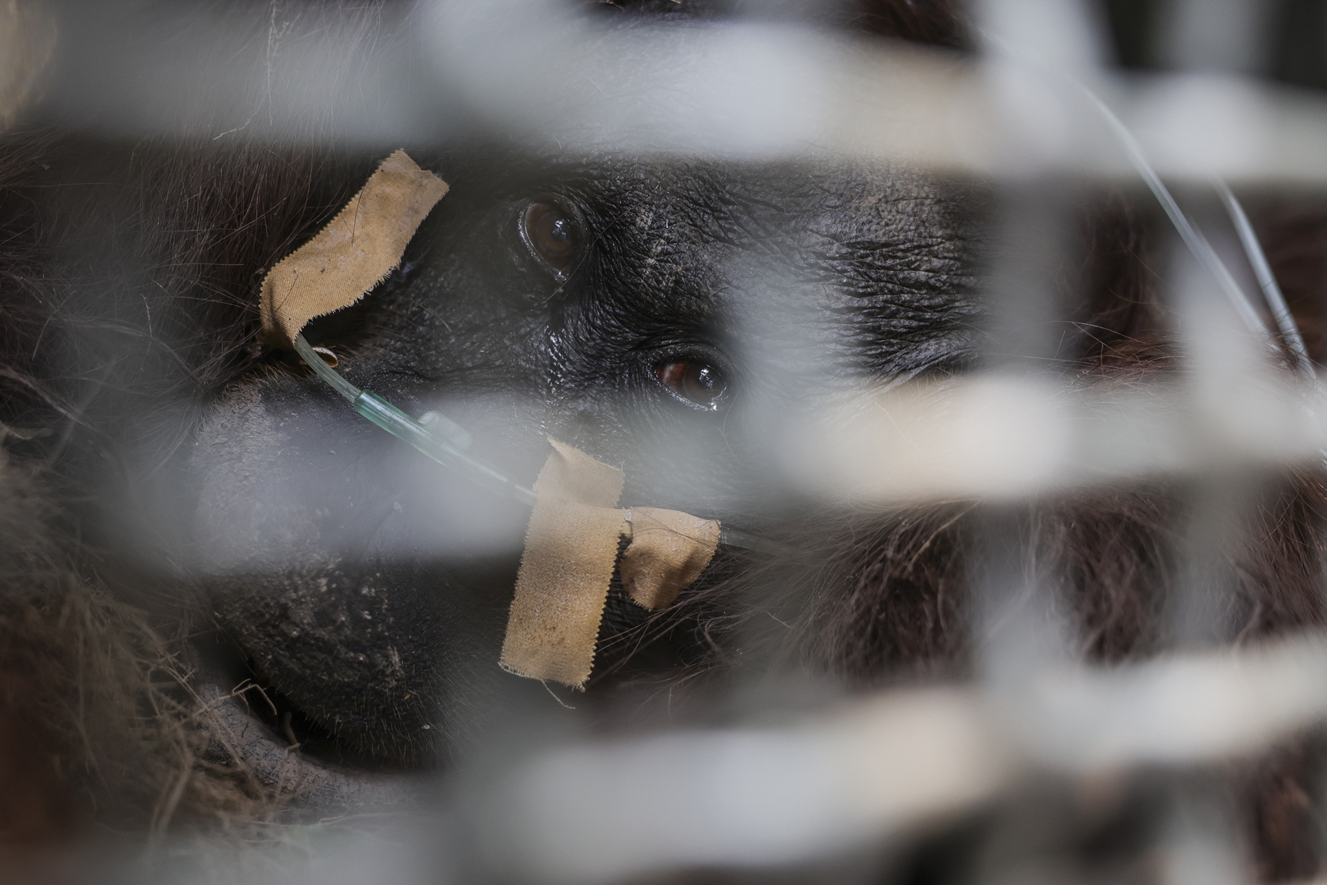 Indonesian rescue center takes in more orangutans as fires rage- Ảnh 11.