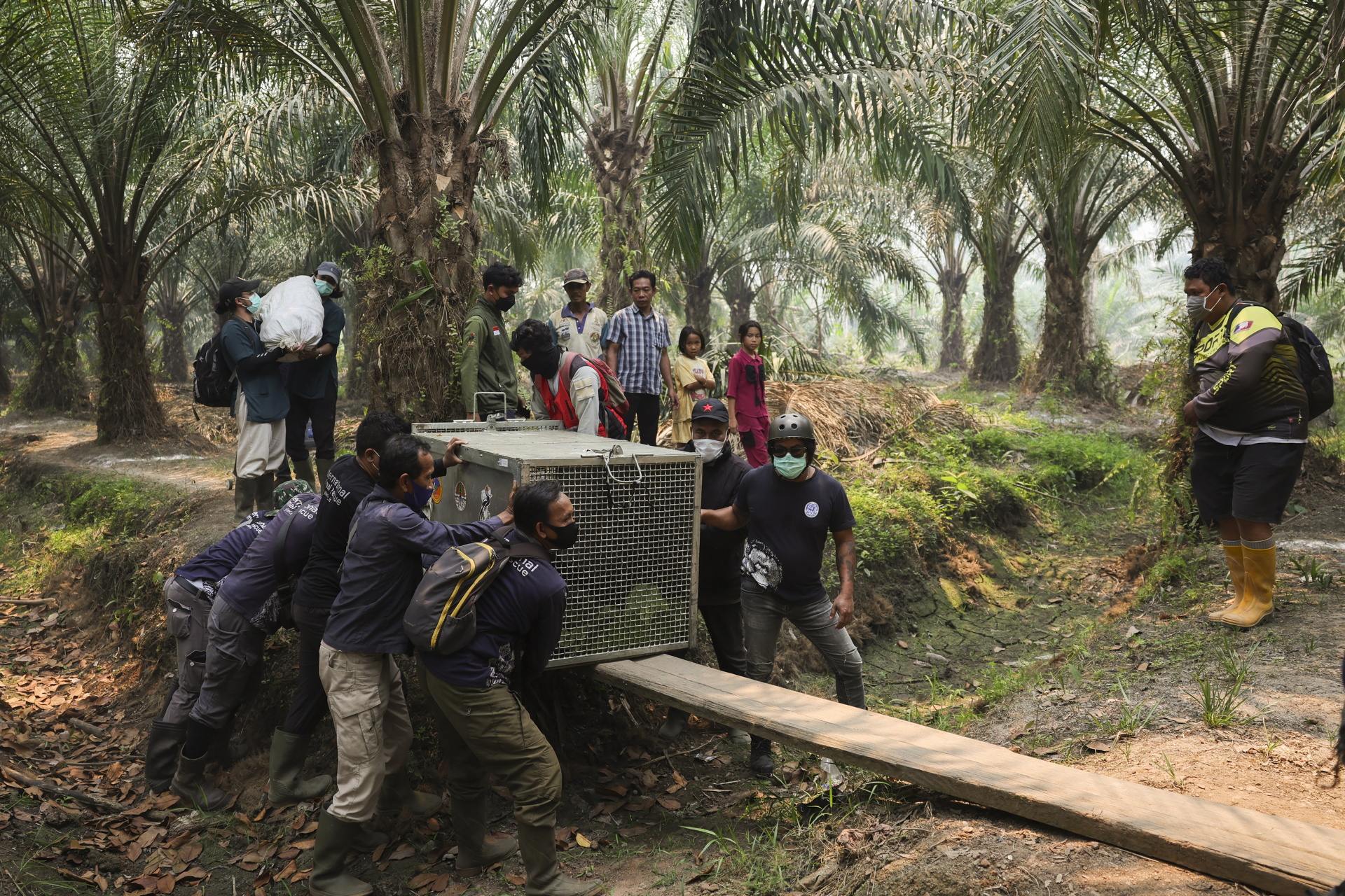 Indonesian rescue center takes in more orangutans as fires rage- Ảnh 9.