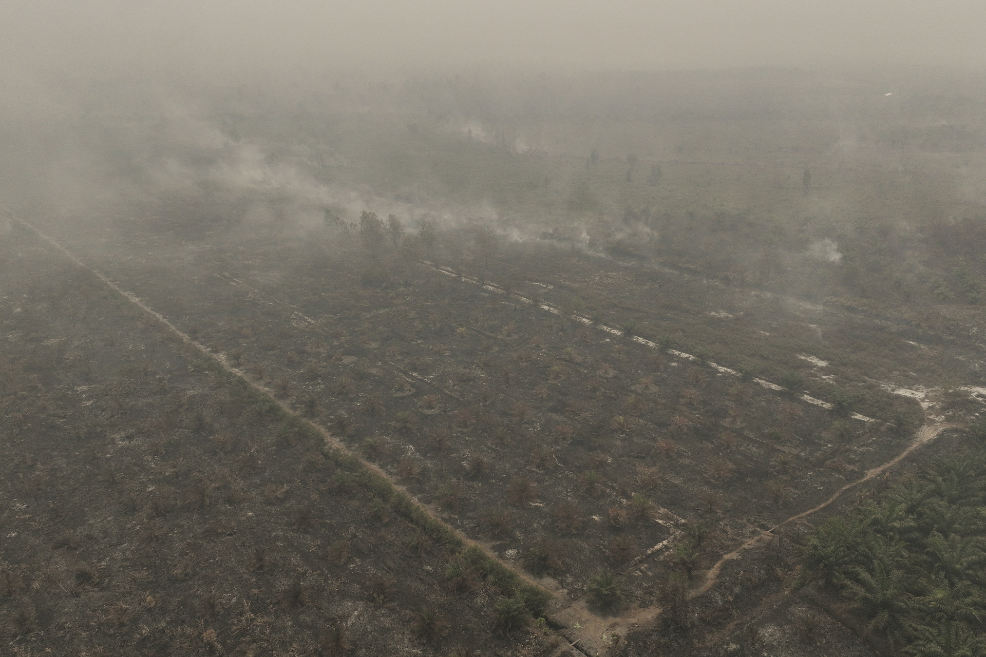 Indonesian rescue center takes in more orangutans as fires rage- Ảnh 2.
