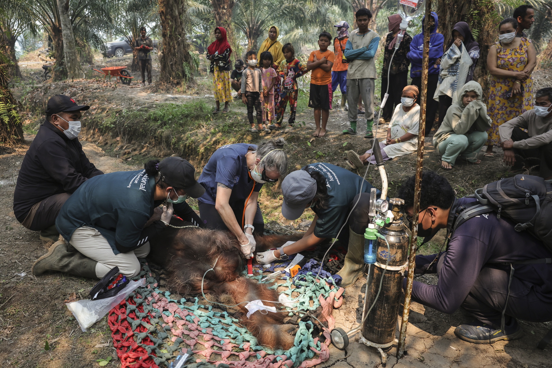 Indonesian rescue center takes in more orangutans as fires rage- Ảnh 12.