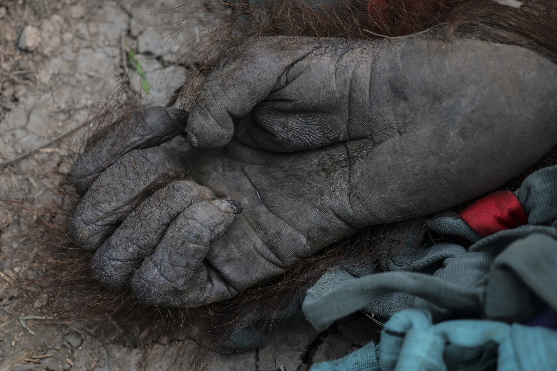 Indonesian rescue center takes in more orangutans as fires rage- Ảnh 14.