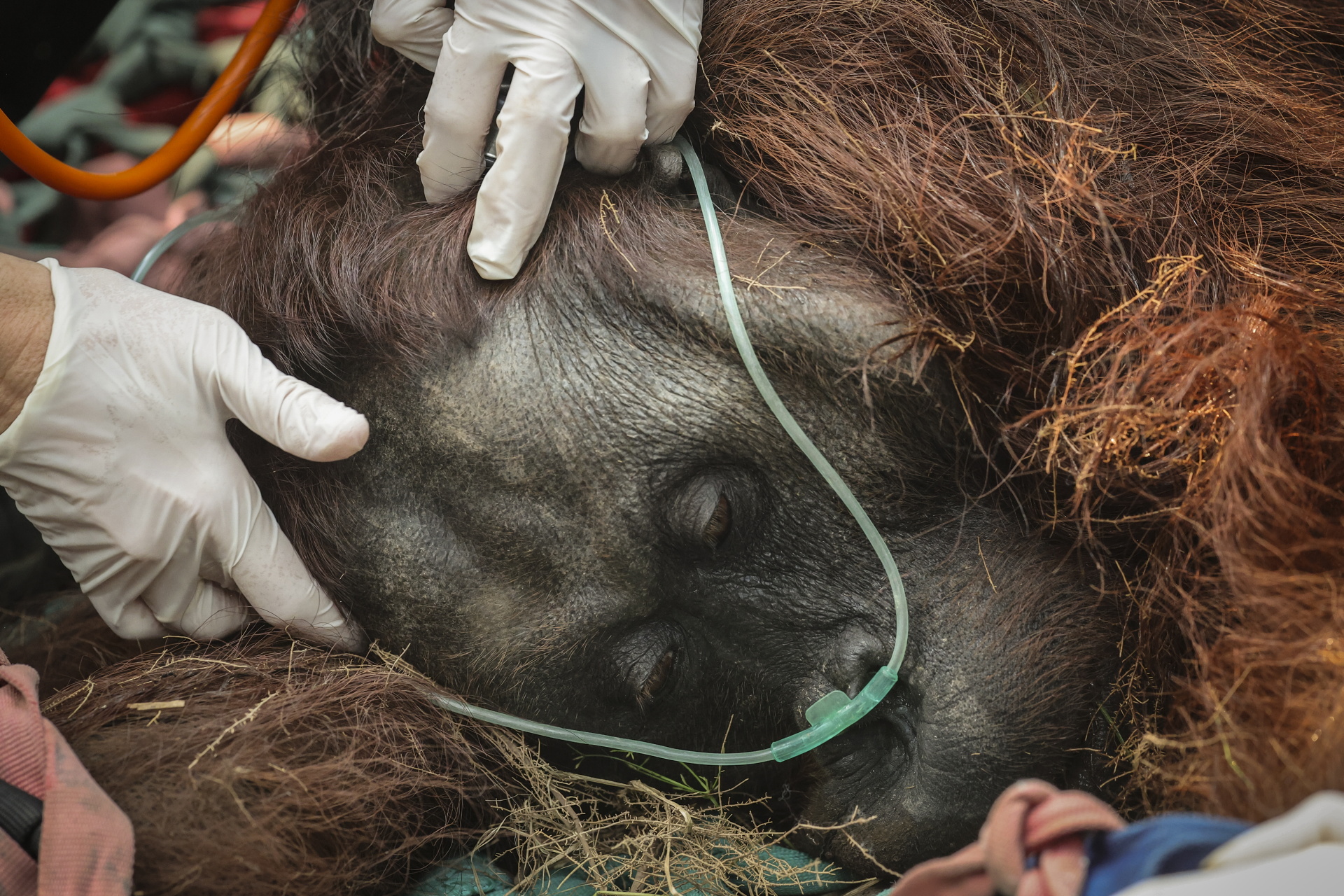 Indonesian rescue center takes in more orangutans as fires rage- Ảnh 1.