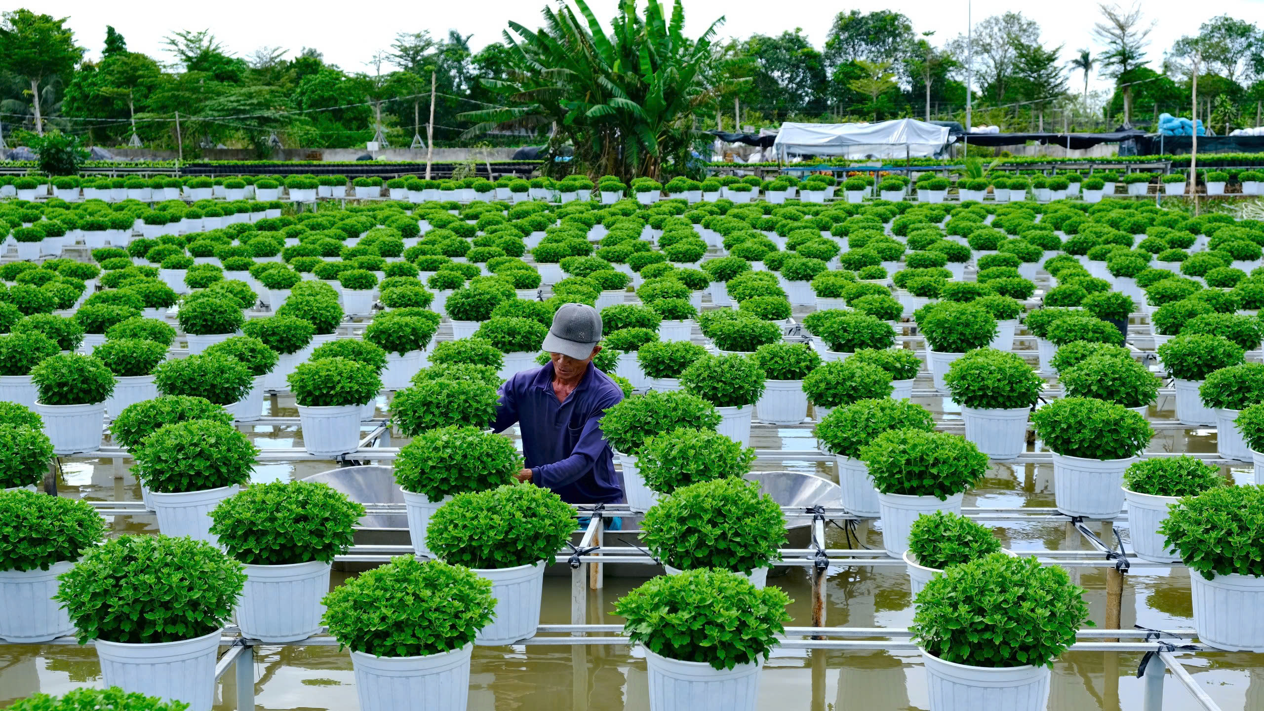 Giá cả đầu ngày: Nhà vườn miền Tây vào vụ hoa Tết, chuẩn bị hàng triệu giỏ hoa,  - Ảnh 2.