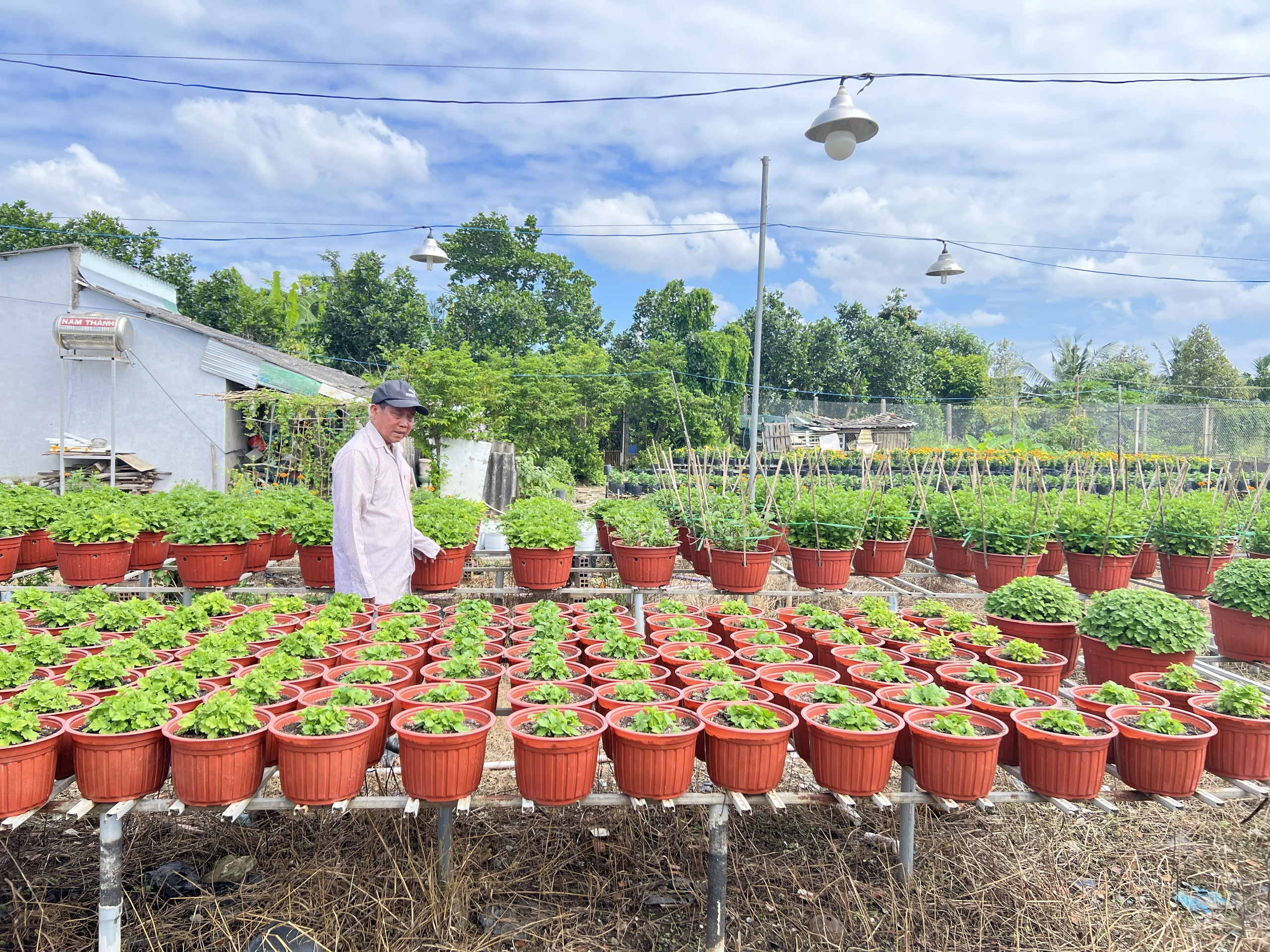 Giá cả đầu ngày: Nhà vườn miền Tây vào vụ hoa Tết, chuẩn bị hàng triệu giỏ hoa,  - Ảnh 1.