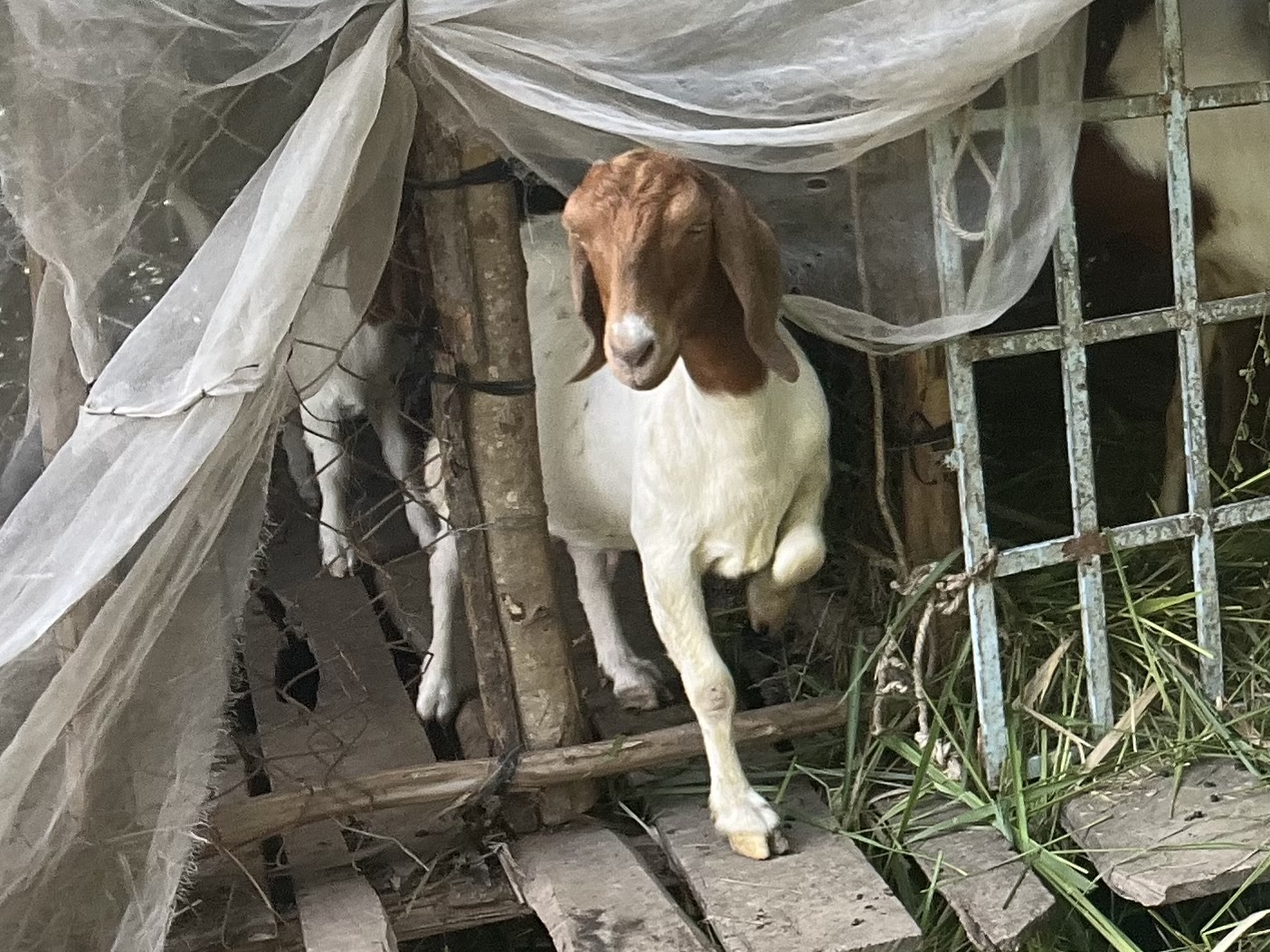 Giá cả đầu ngày: Hoa hồng tăng gấp đôi trước ngày 20-10, thanh long miền Tây phục hồi sau thời gian chạm đáy, giá dê hơi cũng đi lên - Ảnh 4.