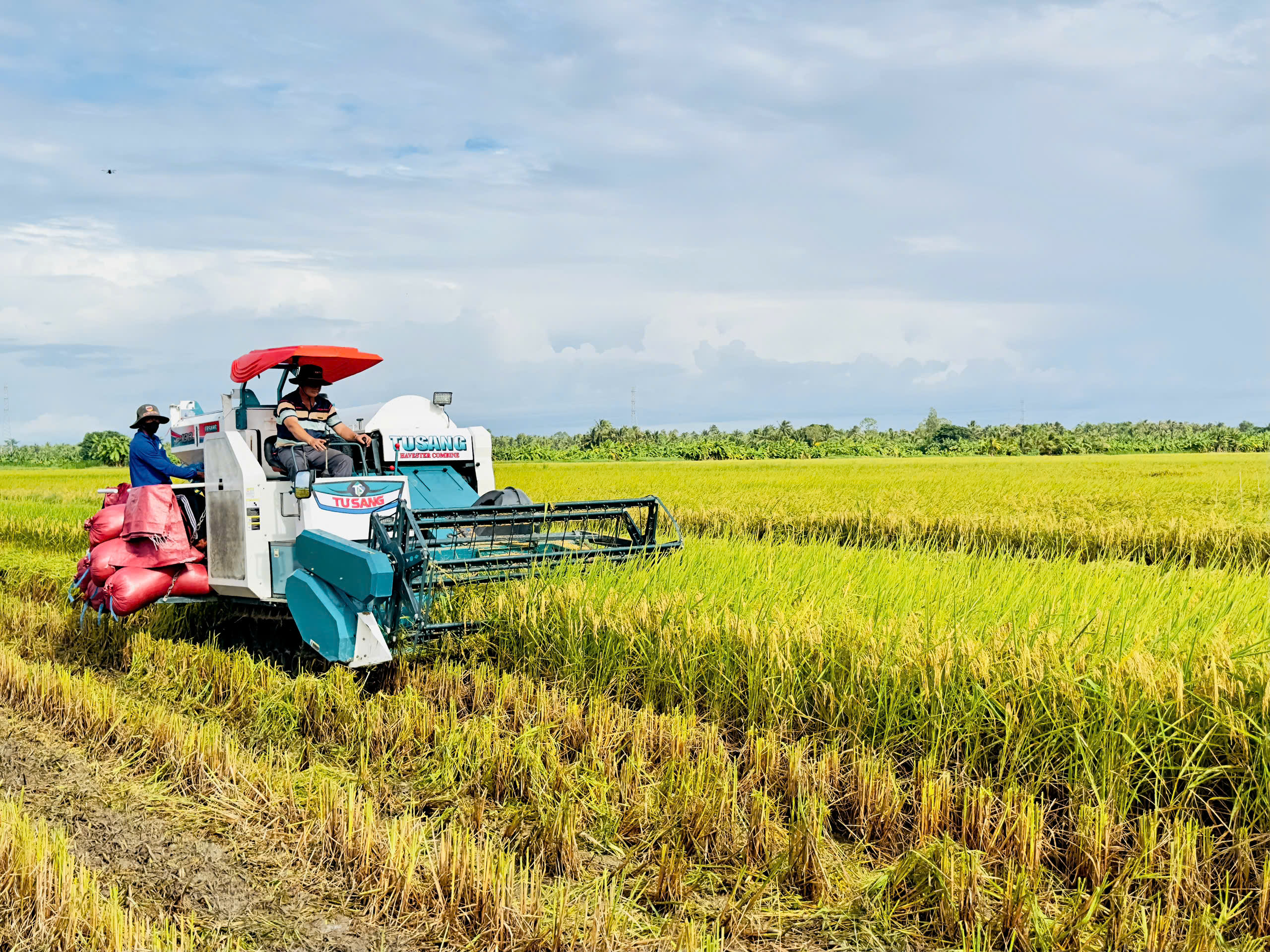 Doanh nghiệp xuất khẩu gạo được giảm điều kiện, bỏ lệ phí, rút thời gian cấp giấy - Ảnh 4.