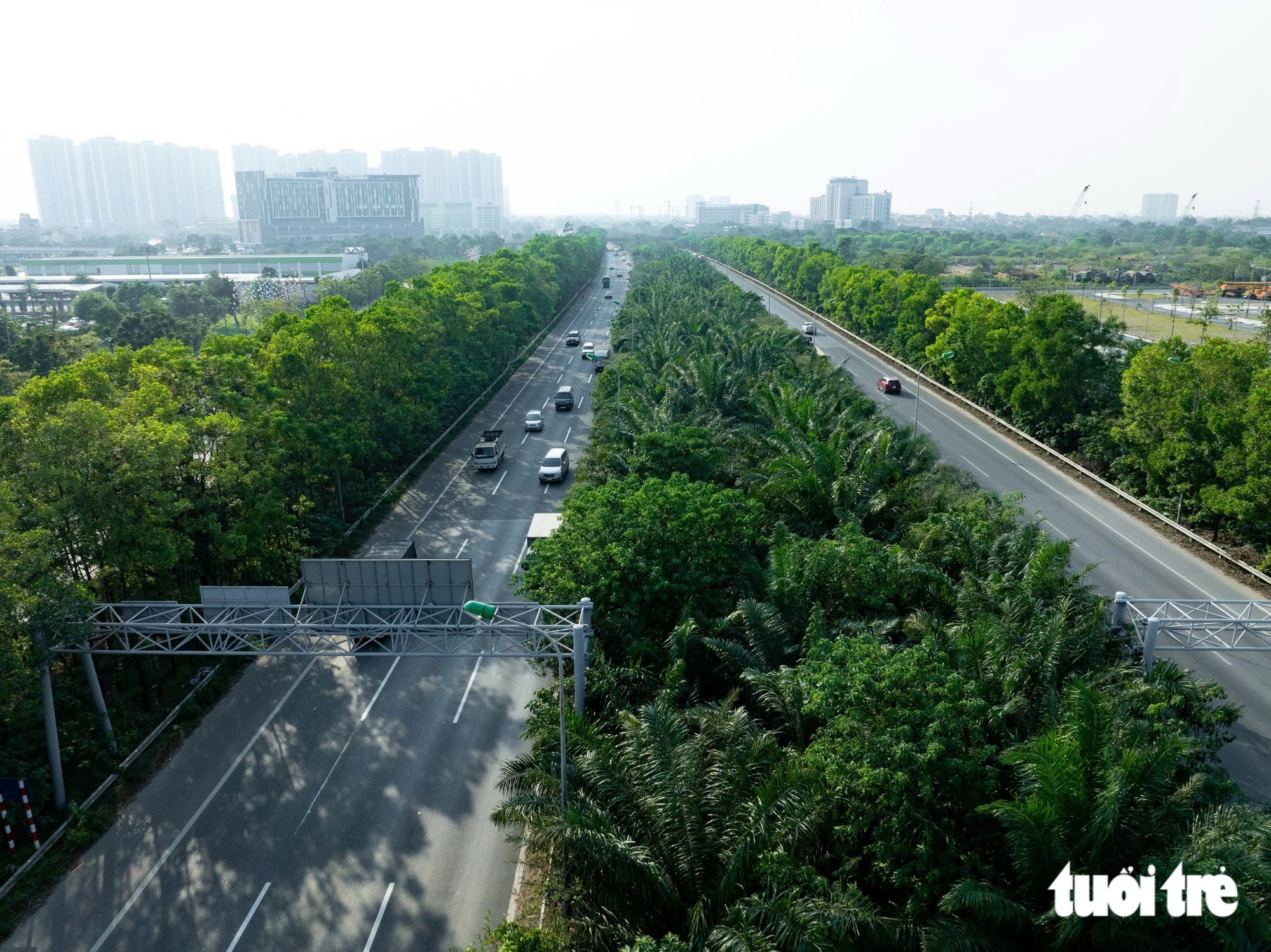 Hà Nội cấm trồng cây trứng cá, cao su, bồ kết và 15 loại cây khác tại nơi công cộng - Ảnh 1.