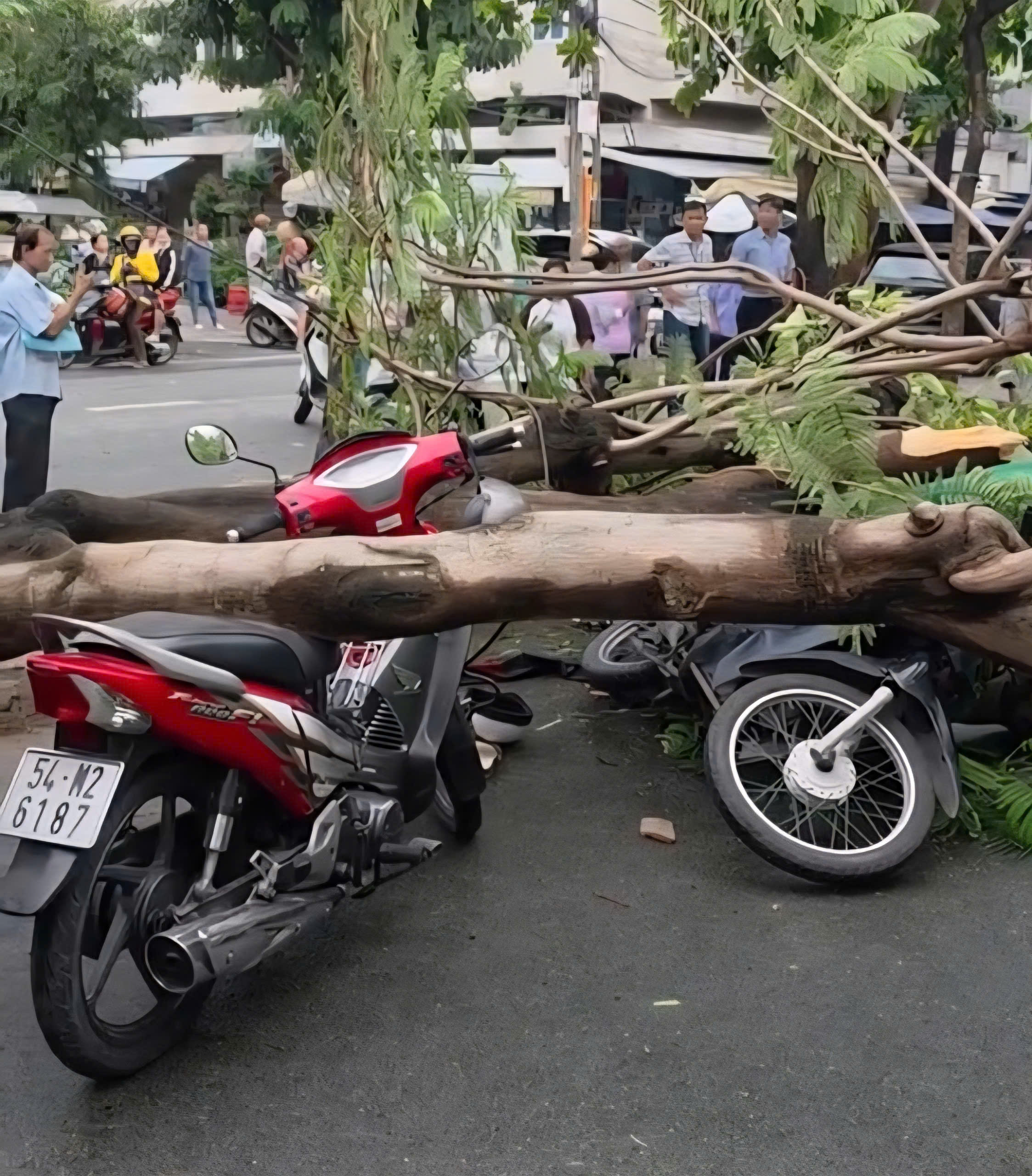 Cây phượng bật gốc, đè chết người đàn ông đứng chờ người thân ở TP.HCM - Ảnh 1.