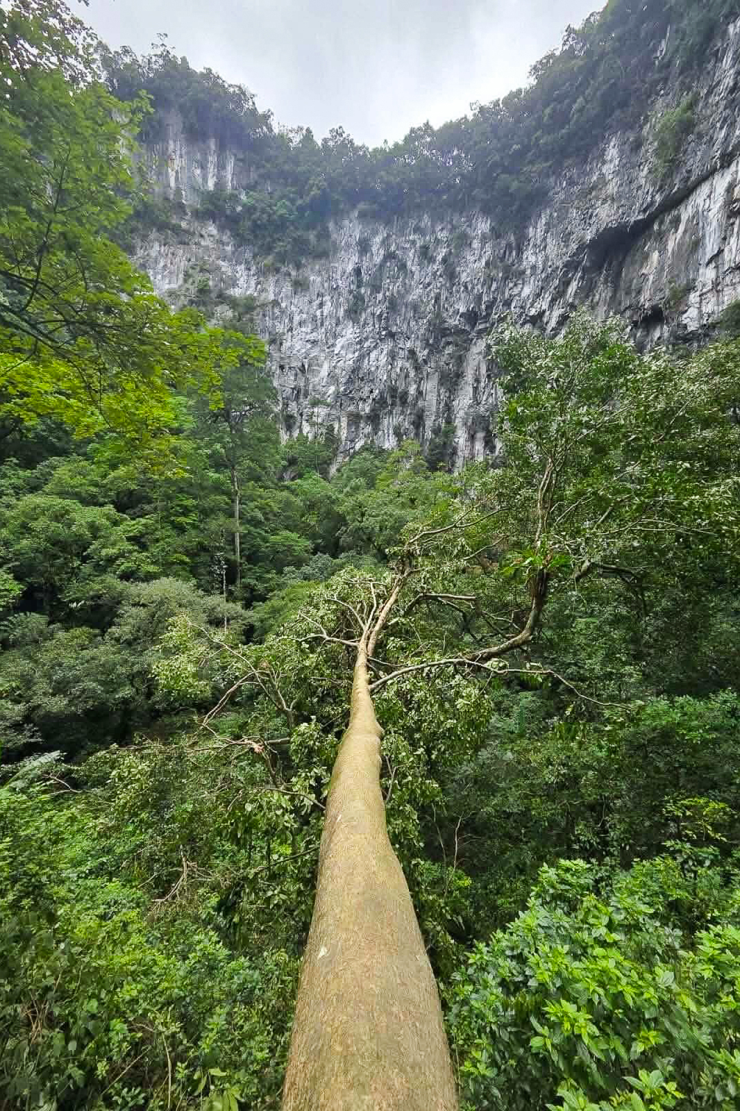 Phát hiện hố sụt khổng lồ, diện tích 2ha, sâu 120m giữa rừng Phong Nha - Kẻ Bàng - Ảnh 5.