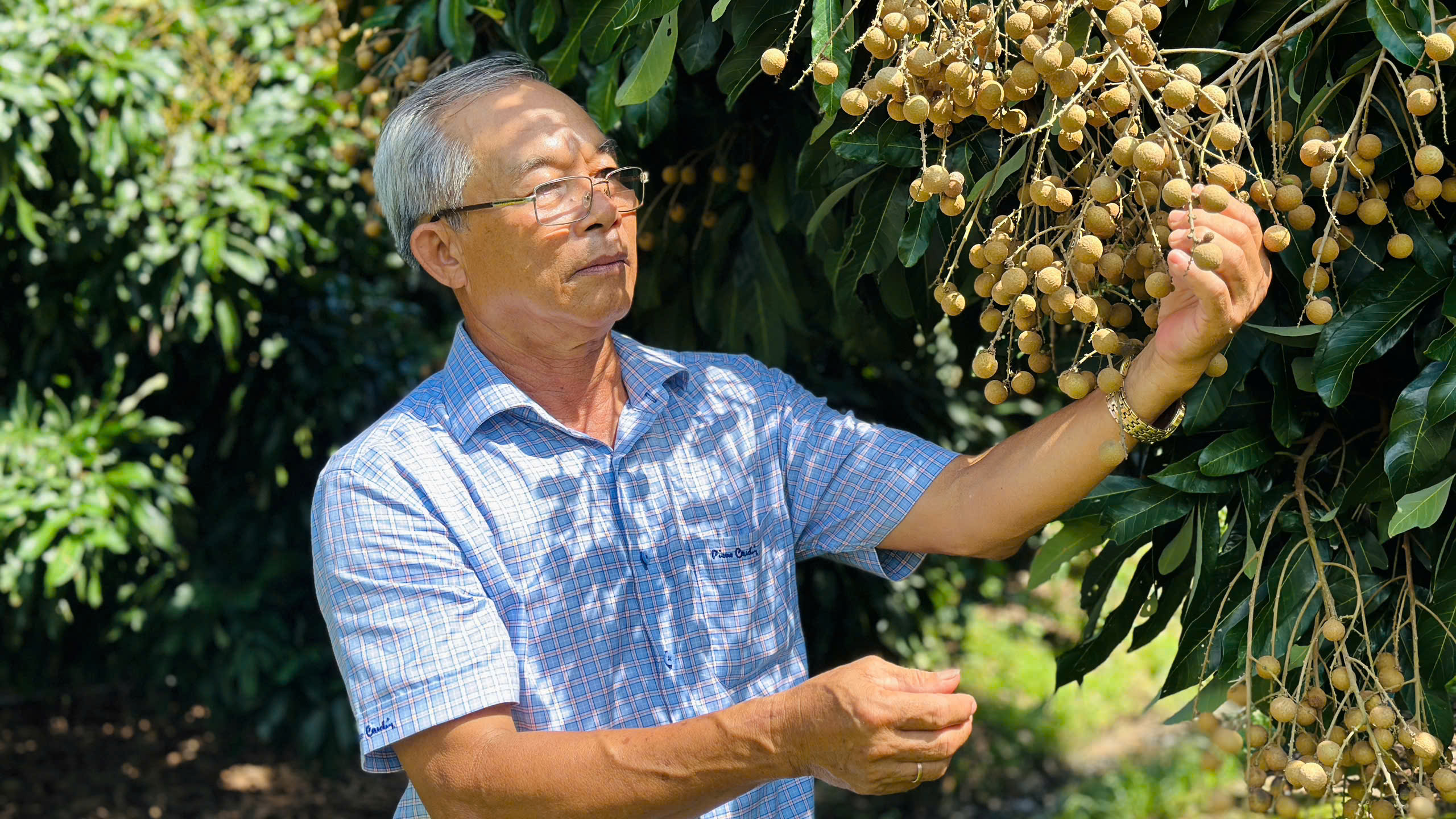 Giá cả đầu ngày: Hồng Đà Lạt chờ nắng, khô cá lóc trông sức mua Tết, giá nhãn bình ổn - Ảnh 3.