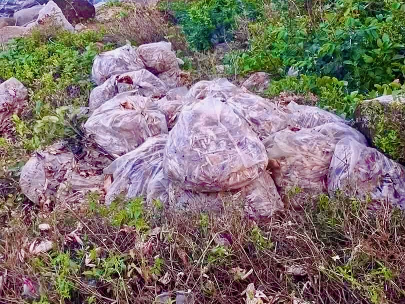 Đổ hơn 3 tấn ghẹ chết ra khu vực bãi biển, một người bị phạt hơn 16 triệu đồng - Ảnh 2.