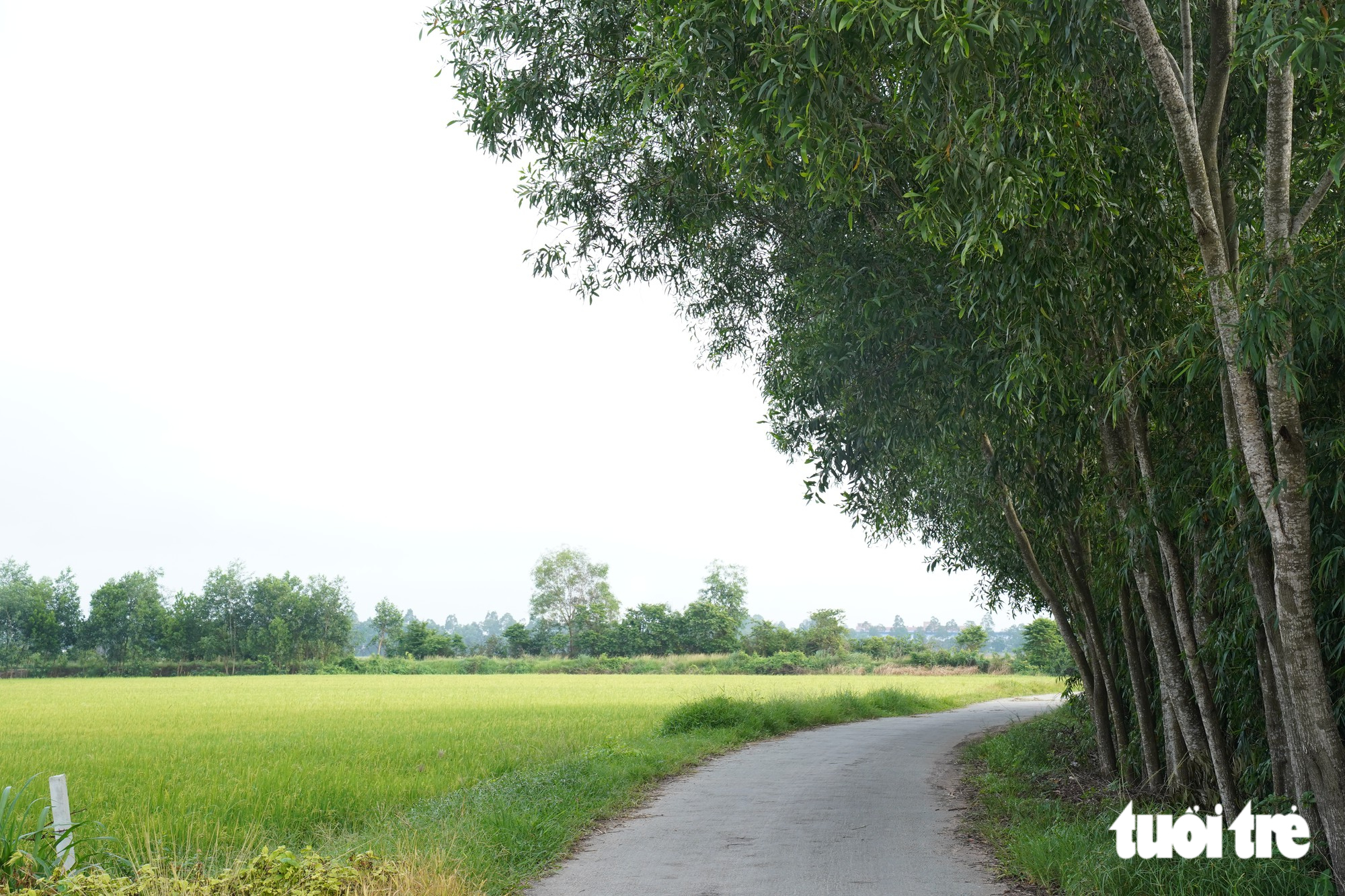 Khám phá xã Thái Mỹ: Điểm đến du lịch từ TP . HCM chỉ Cách 50km - Ảnh 2.