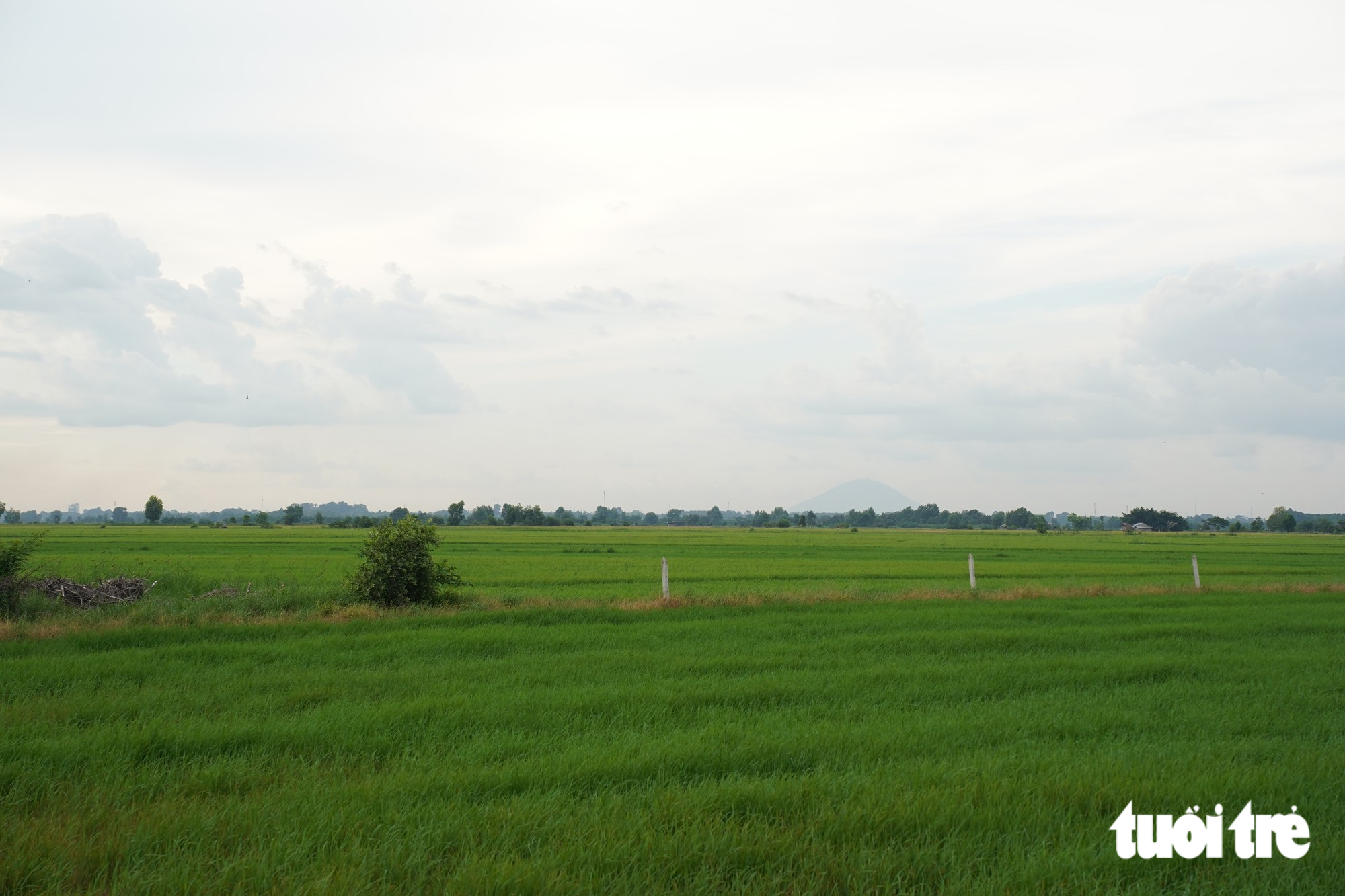 Khám phá xã Thái Mỹ: Điểm đến du lịch từ TP . HCM chỉ Cách 50km - Ảnh 3.