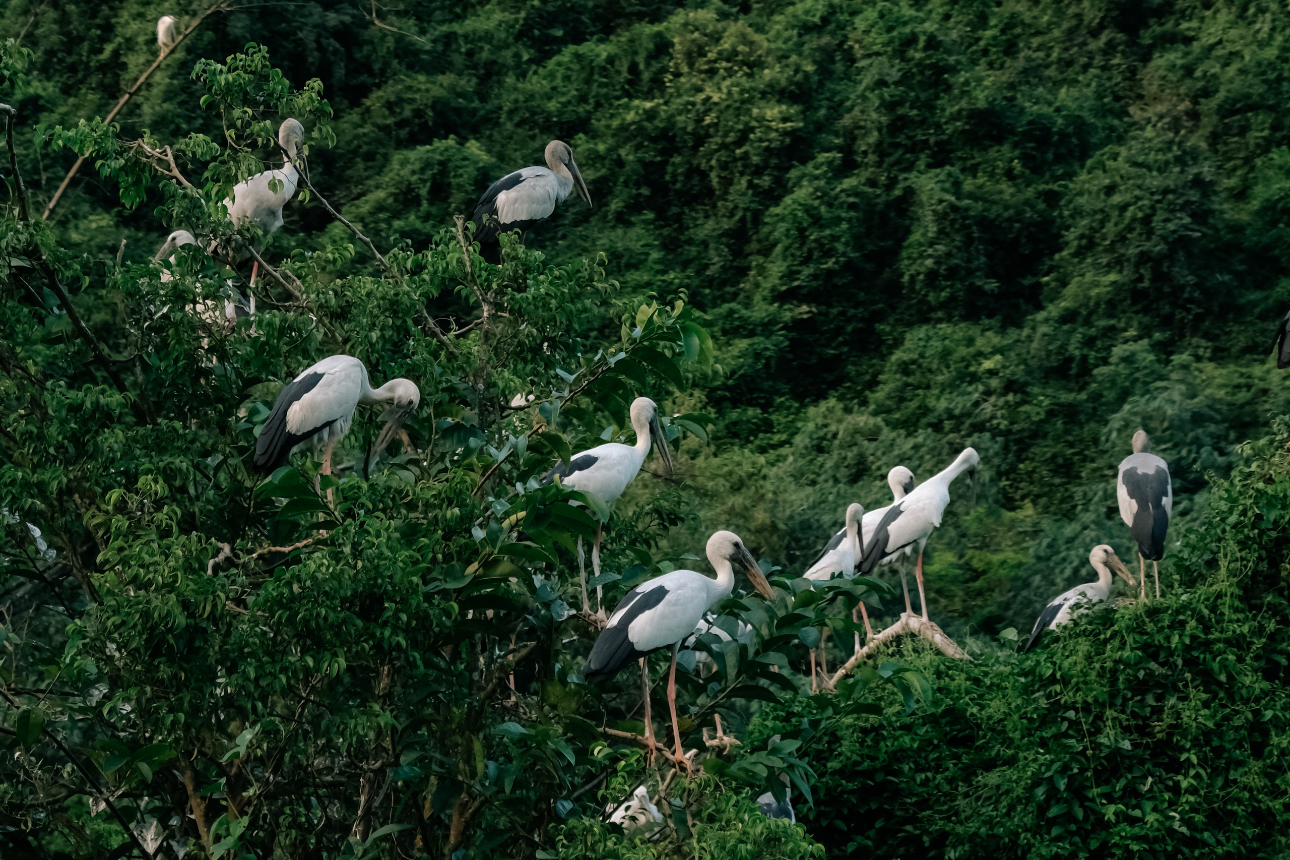 Ninh Binh beyond the usual sights: Spot thousands of birds at northern Vietnam’s largest natural bird park- Ảnh 6.