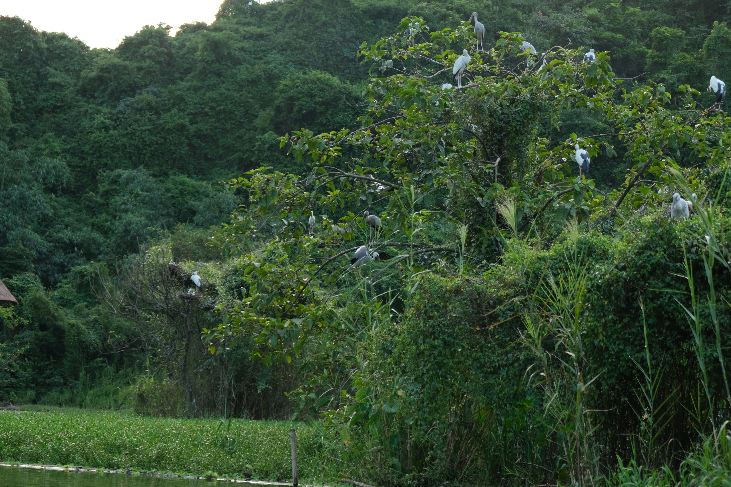 Ninh Binh beyond the usual sights: Spot thousands of birds at northern Vietnam’s largest natural bird park- Ảnh 4.