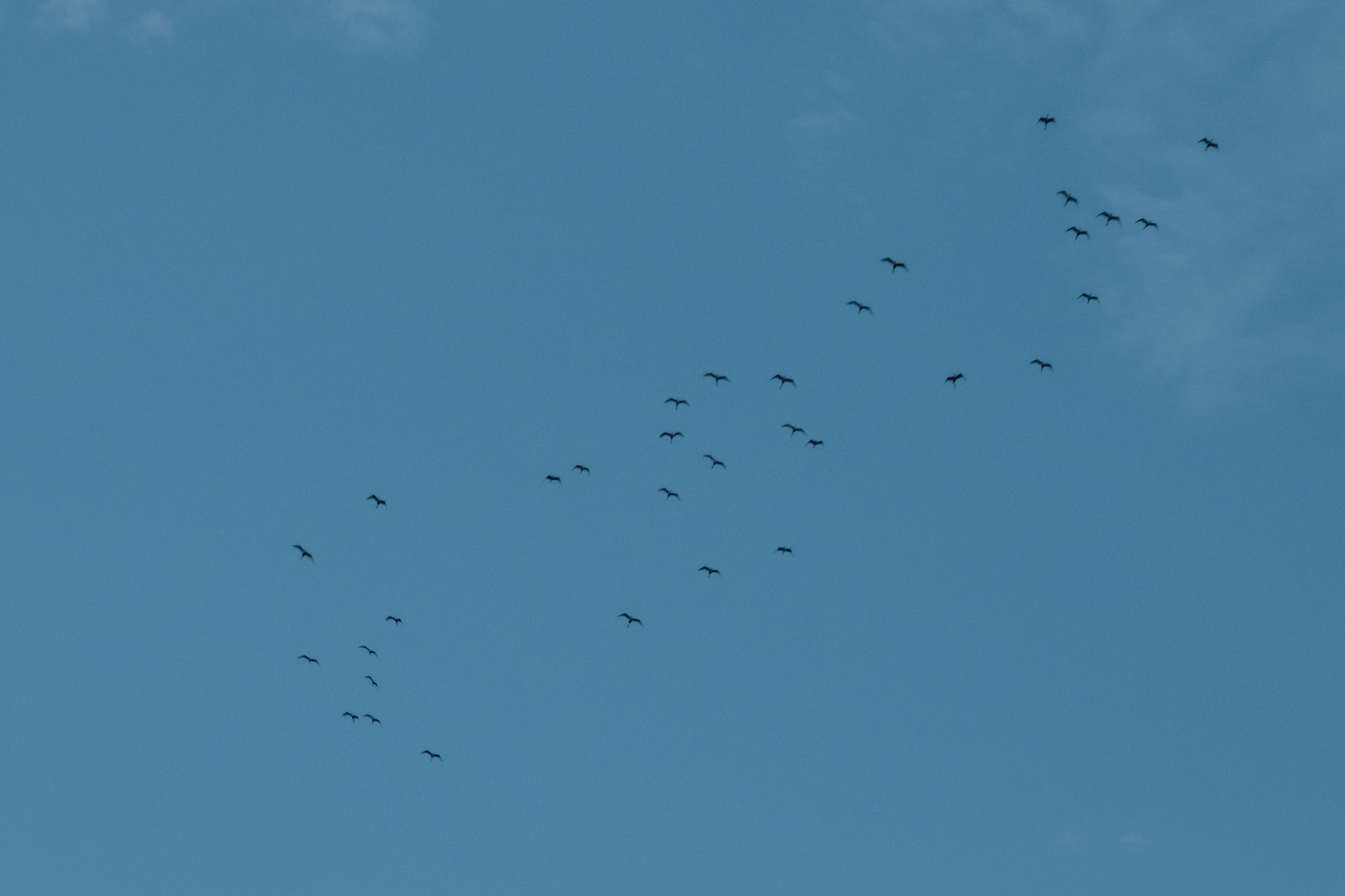 Ninh Binh beyond the usual sights: Spot thousands of birds at northern Vietnam’s largest natural bird park- Ảnh 5.