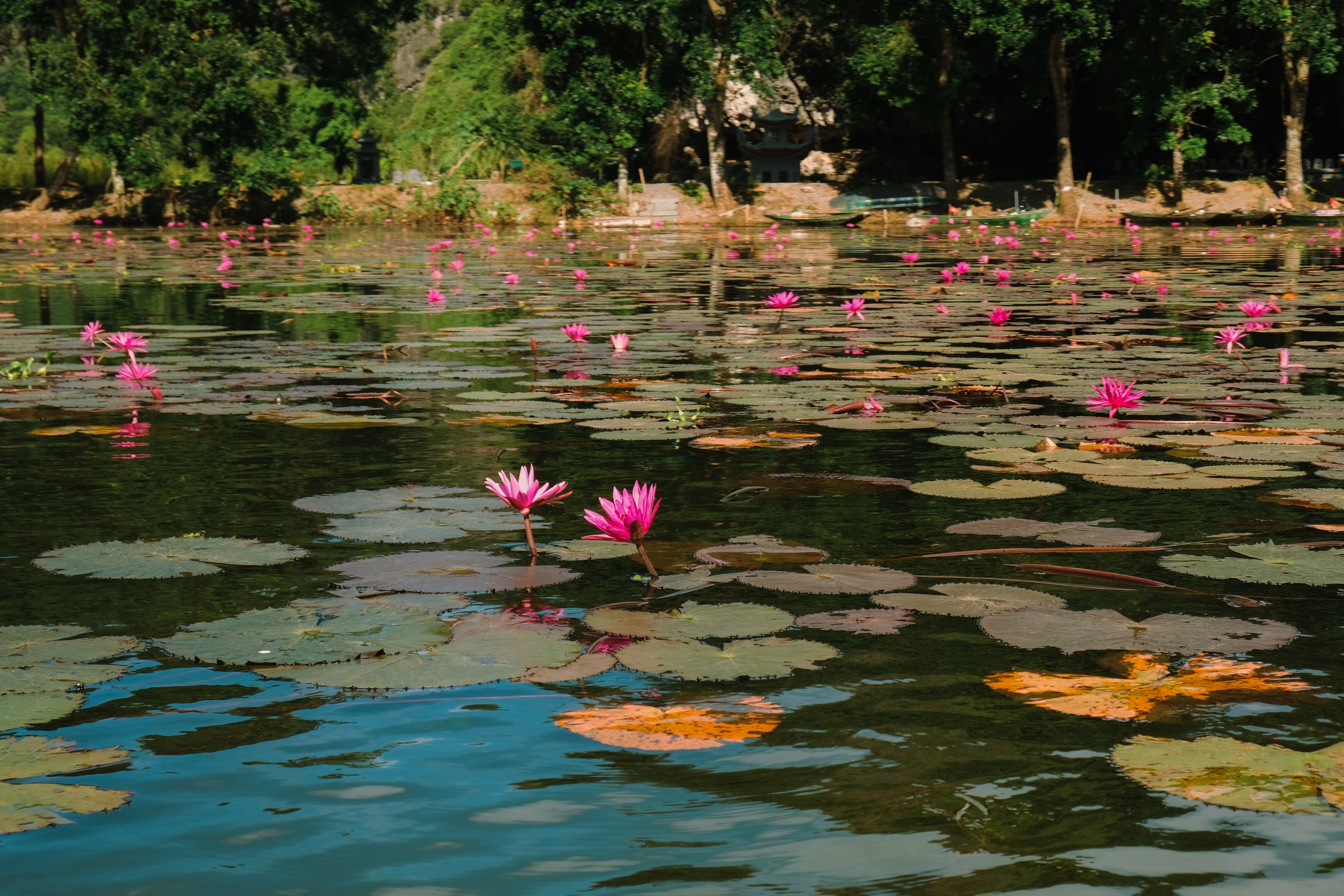 Ninh Binh beyond the usual sights: Spot thousands of birds at northern Vietnam’s largest natural bird park- Ảnh 12.