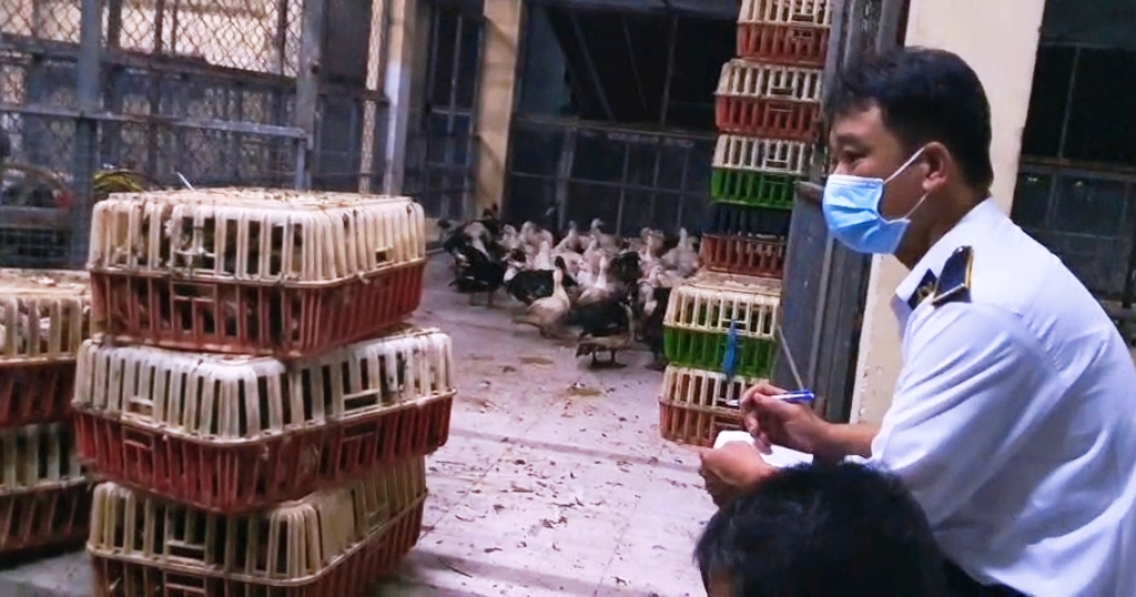 Đoàn kiểm tra liên ngành ghi nhận lô gia cầm (gồm 385 con vịt xiêm và 120 con gà lông màu) không có giấy chứng nhận kiểm dịch - Ảnh: Chi cục Chăn nuôi và Thú y TP.HCM cung cấpĐoàn kiểm tra liên ngành ghi nhận lô gia cầm (gồm 385 con vịt xiêm và 120 con gà lông màu) không có giấy chứng nhận kiểm dịch - Ảnh: Chi cục Chăn nuôi và Thú y TP.HCM cung cấp