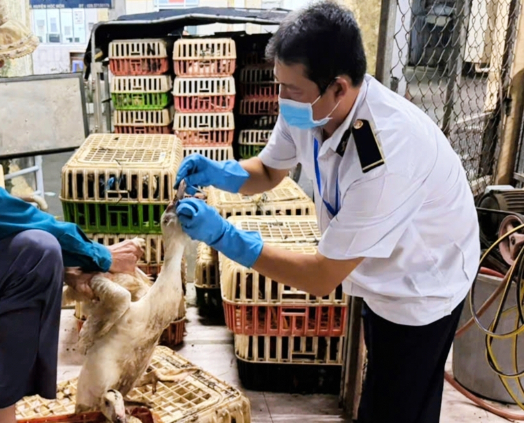 Lô gia cầm được đưa về Trạm Kiểm dịch động vật Hóc Môn để kiểm dịch và lấy mẫu xét nghiệm cúm gia cầm - Ảnh: Chi cục Chăn nuôi và Thú y TP.HCM cung cấpLô gia cầm được đưa về Trạm Kiểm dịch động vật Hóc Môn để kiểm dịch và lấy mẫu xét nghiệm cúm gia cầm - Ảnh: Chi cục Chăn nuôi và Thú y TP.HCM cung cấp