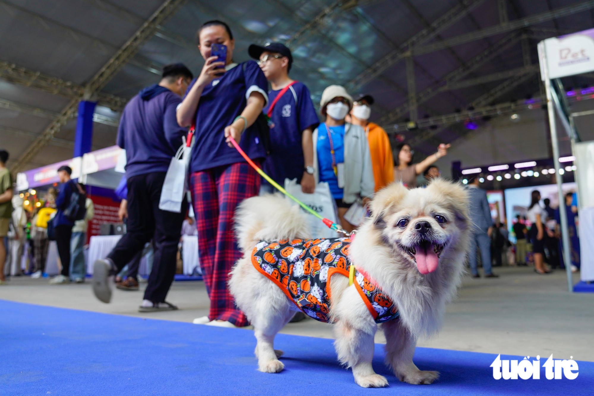 Dàn thú cưng hóa trang Halloween, tranh tài trên sàn diễn Super Pet Fest - Ảnh 11.