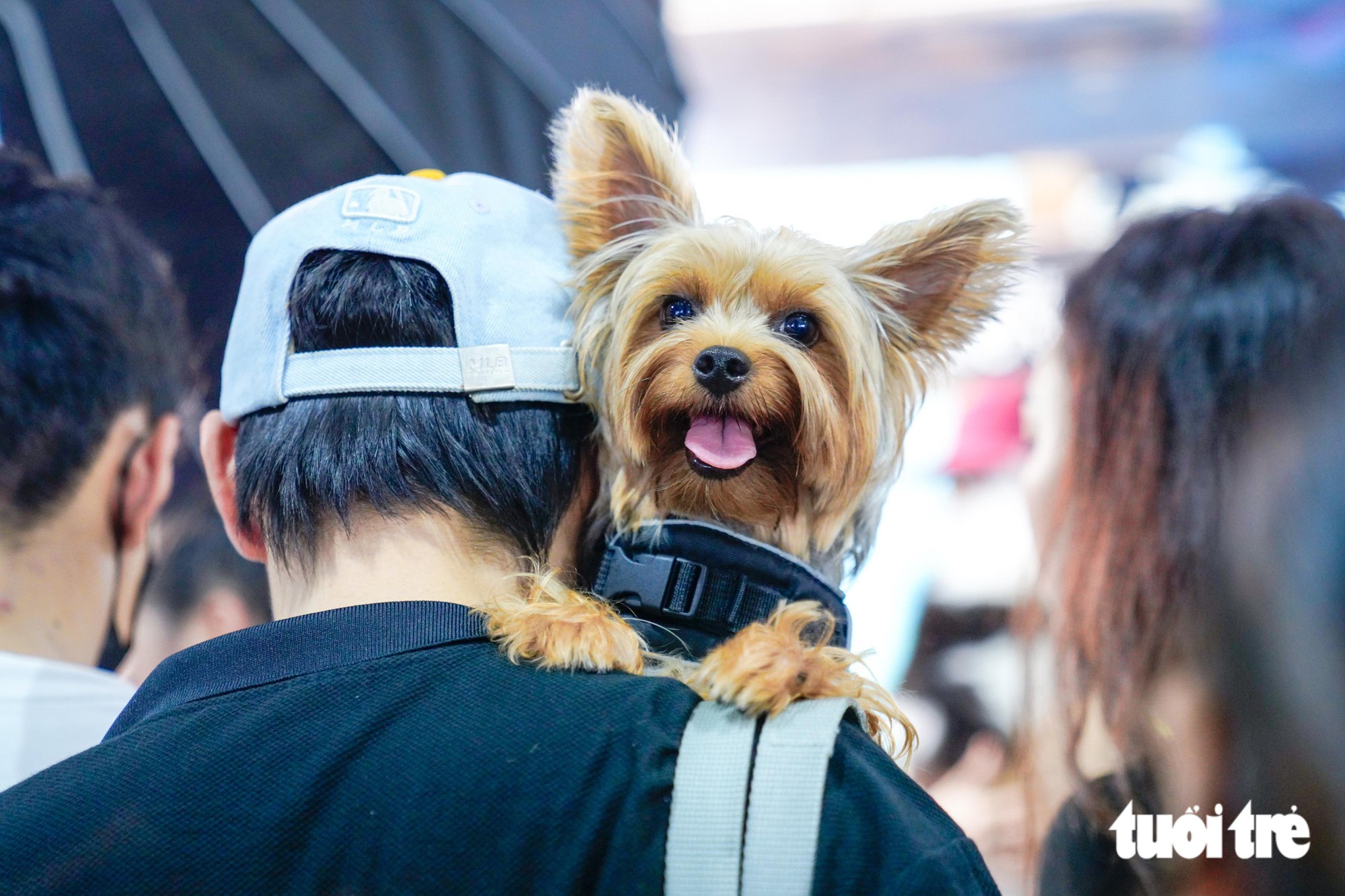 Dàn thú cưng hóa trang Halloween, tranh tài trên sàn diễn Super Pet Fest - Ảnh 13.