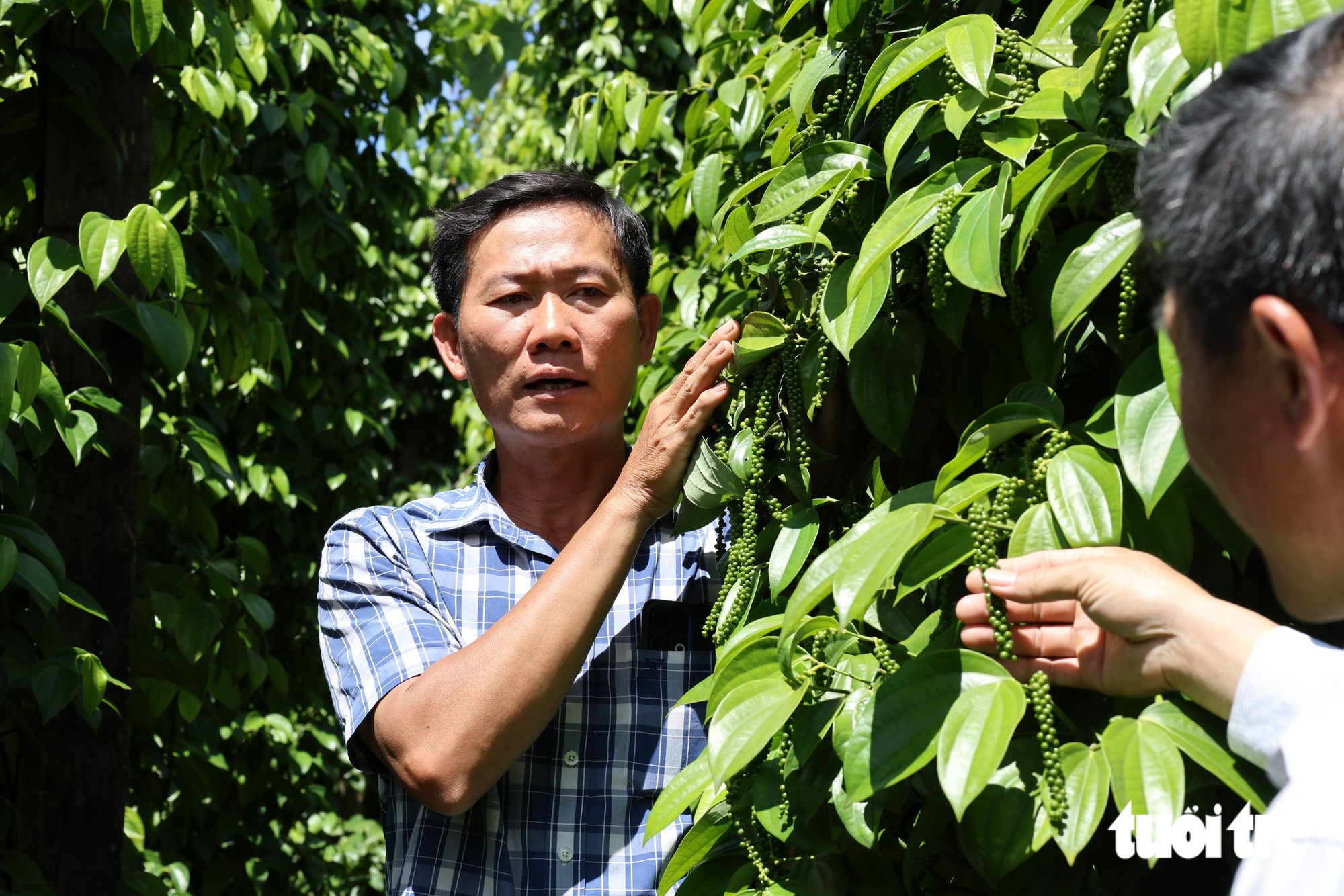 Gặp 'cha đẻ' của tiêu Tùng Linh và khát vọng nâng tầm thương hiệu hồ tiêu Việt - Ảnh 1.