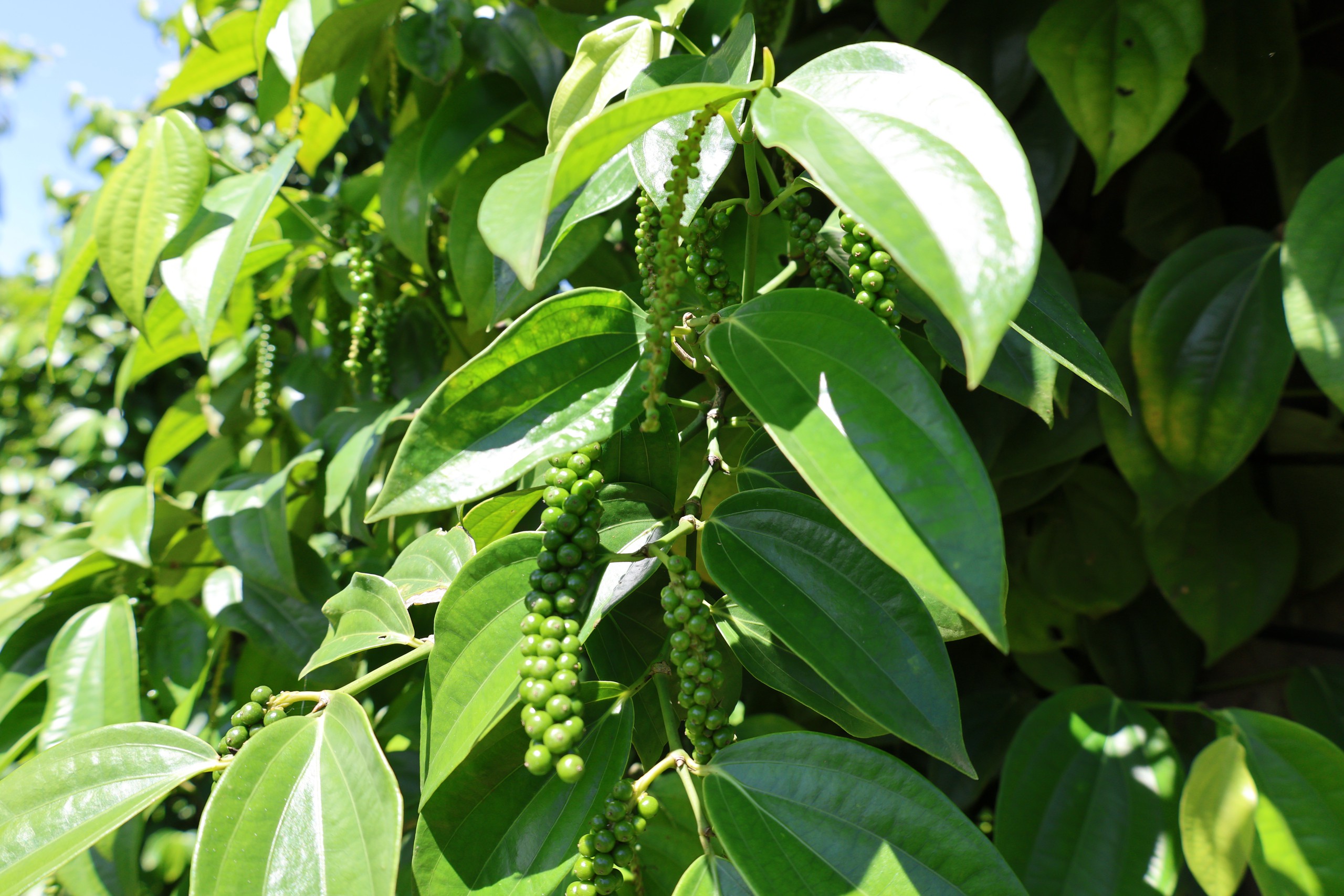 Gặp 'cha đẻ' của tiêu Tùng Linh và khát vọng nâng tầm thương hiệu hồ tiêu Việt - Ảnh 6.